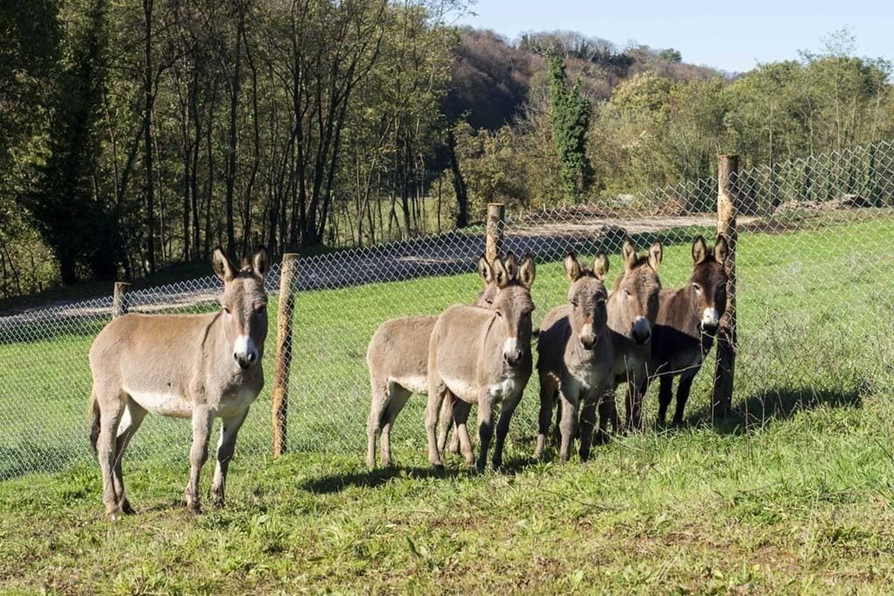 Gift card for Agriturismo Borgo Imperiale