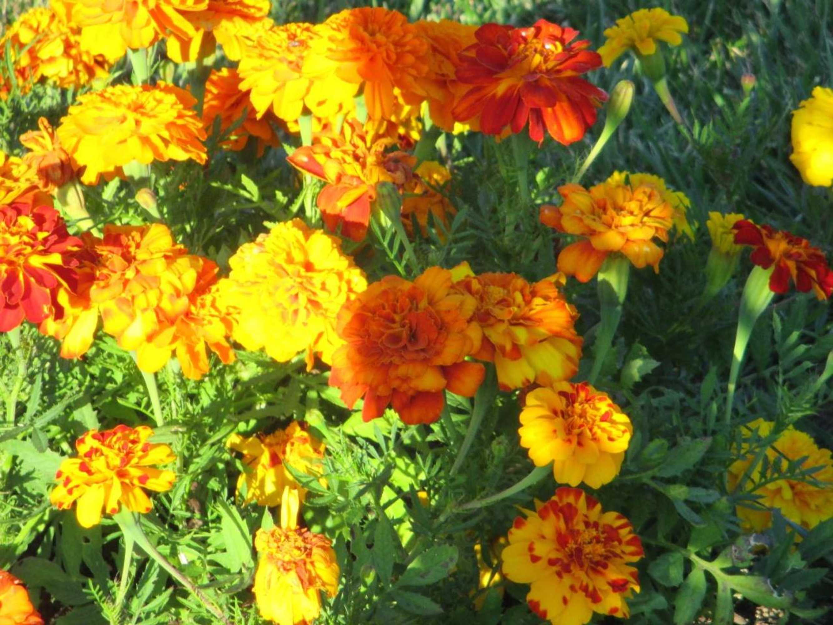 Gift card for Casa Vila Palmeira