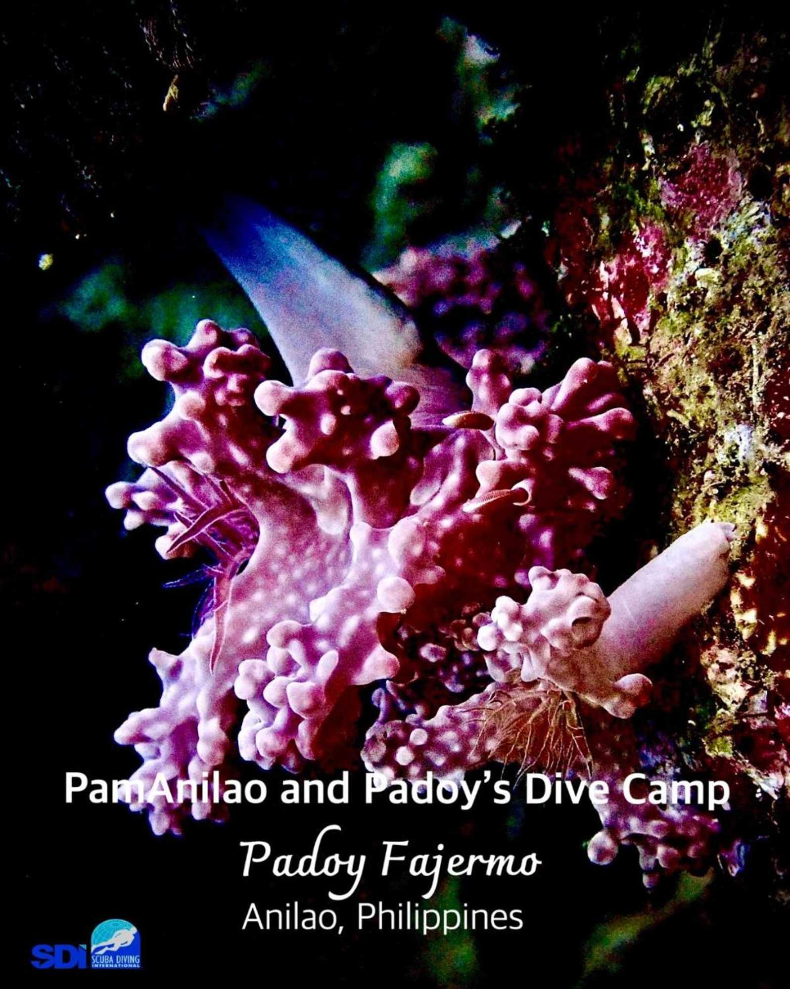 Gift card for Pamanilao And Padoy's Dive Camp Gift card for Pamanilao And Padoy's Dive Camp
