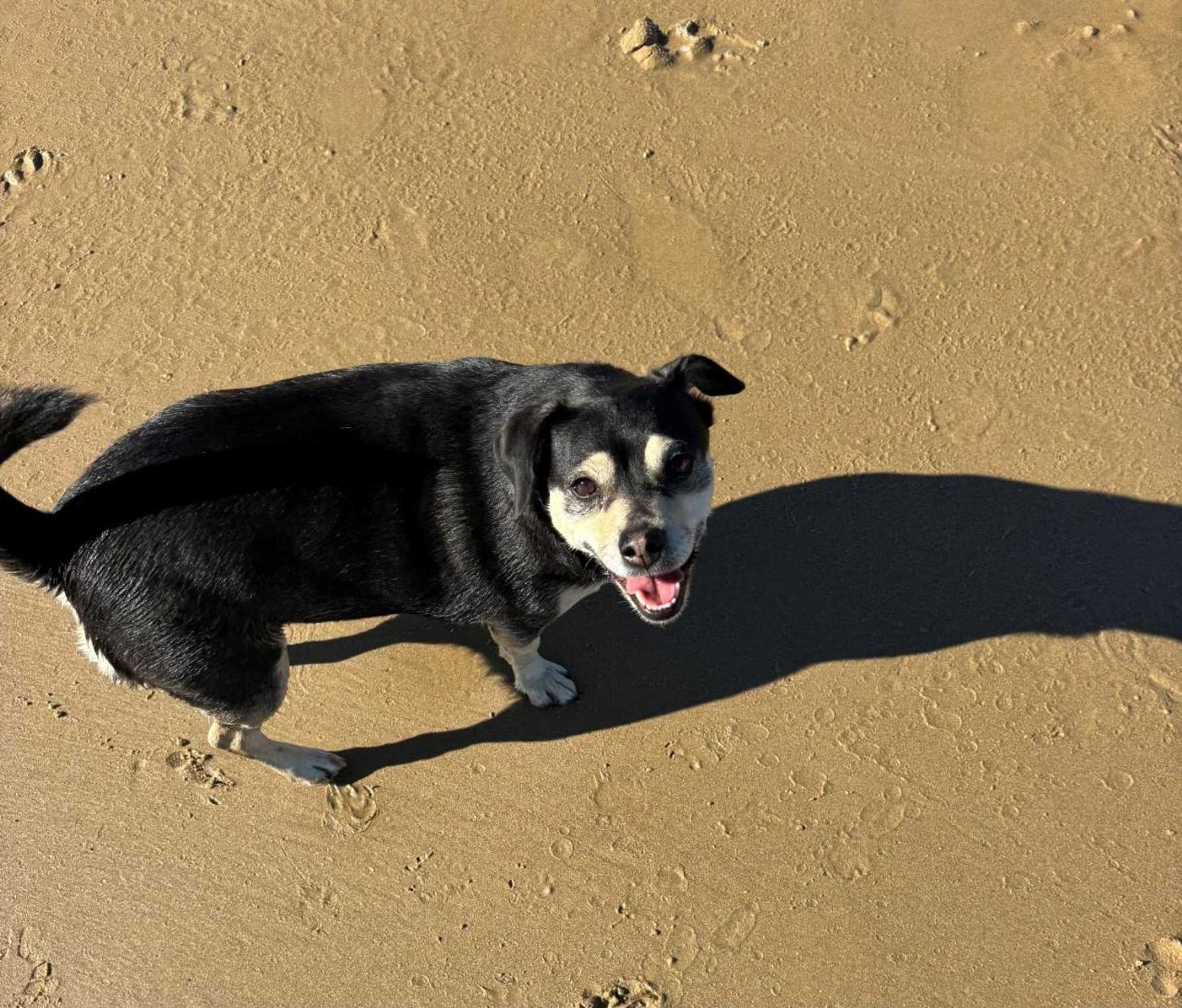 Gift card for Pawprints, 123 Bagnalls Beach Road