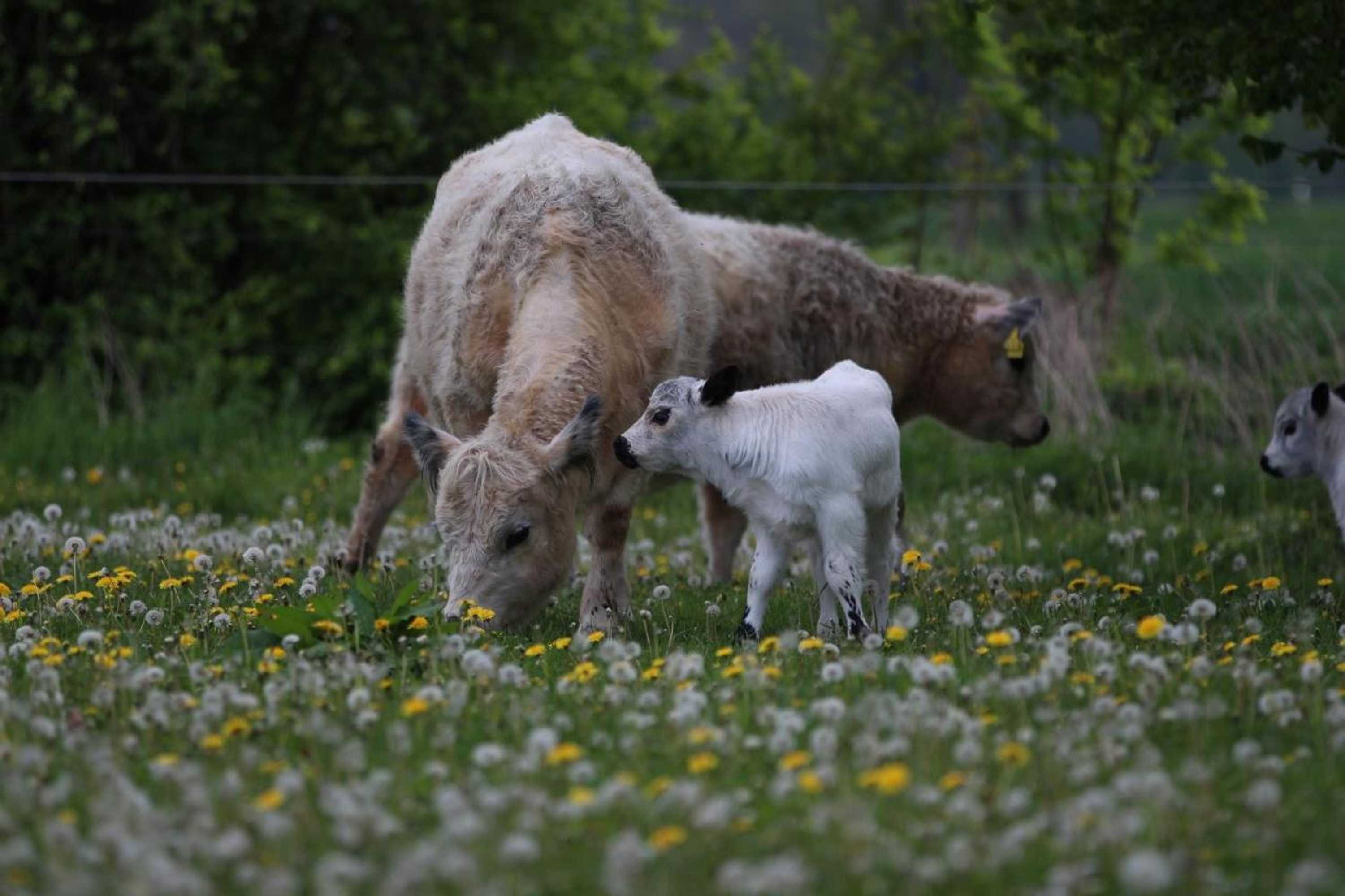 Gift card for Schwarzfelder Hof