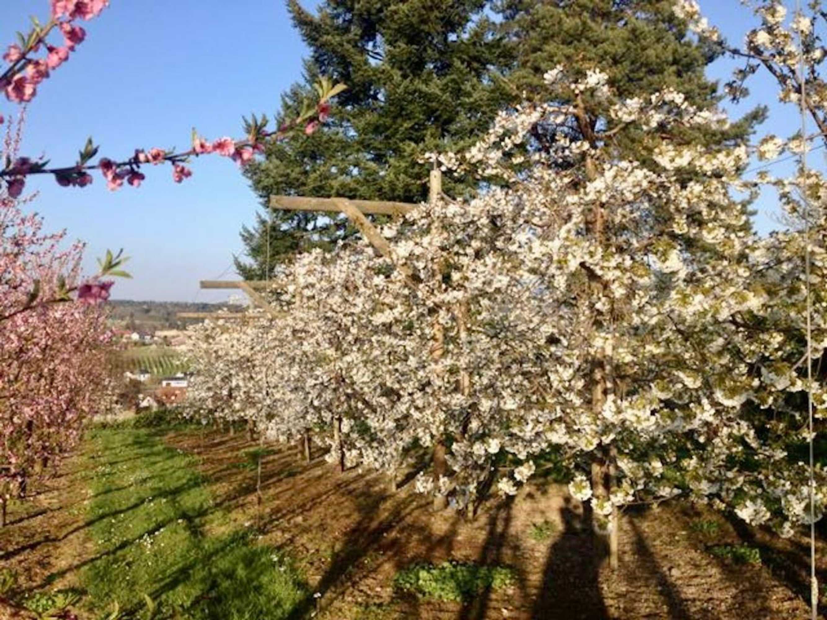 Gift card for Ferienwohnung Fischerpromenade - Seenah, im Fischerdorf Mit Großer Terrasse