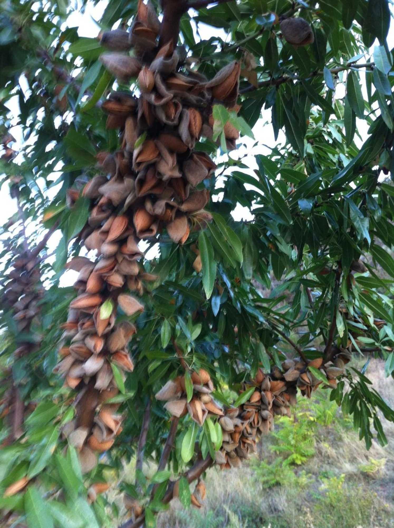 Gift card for Quintas do Valbom e Cuco