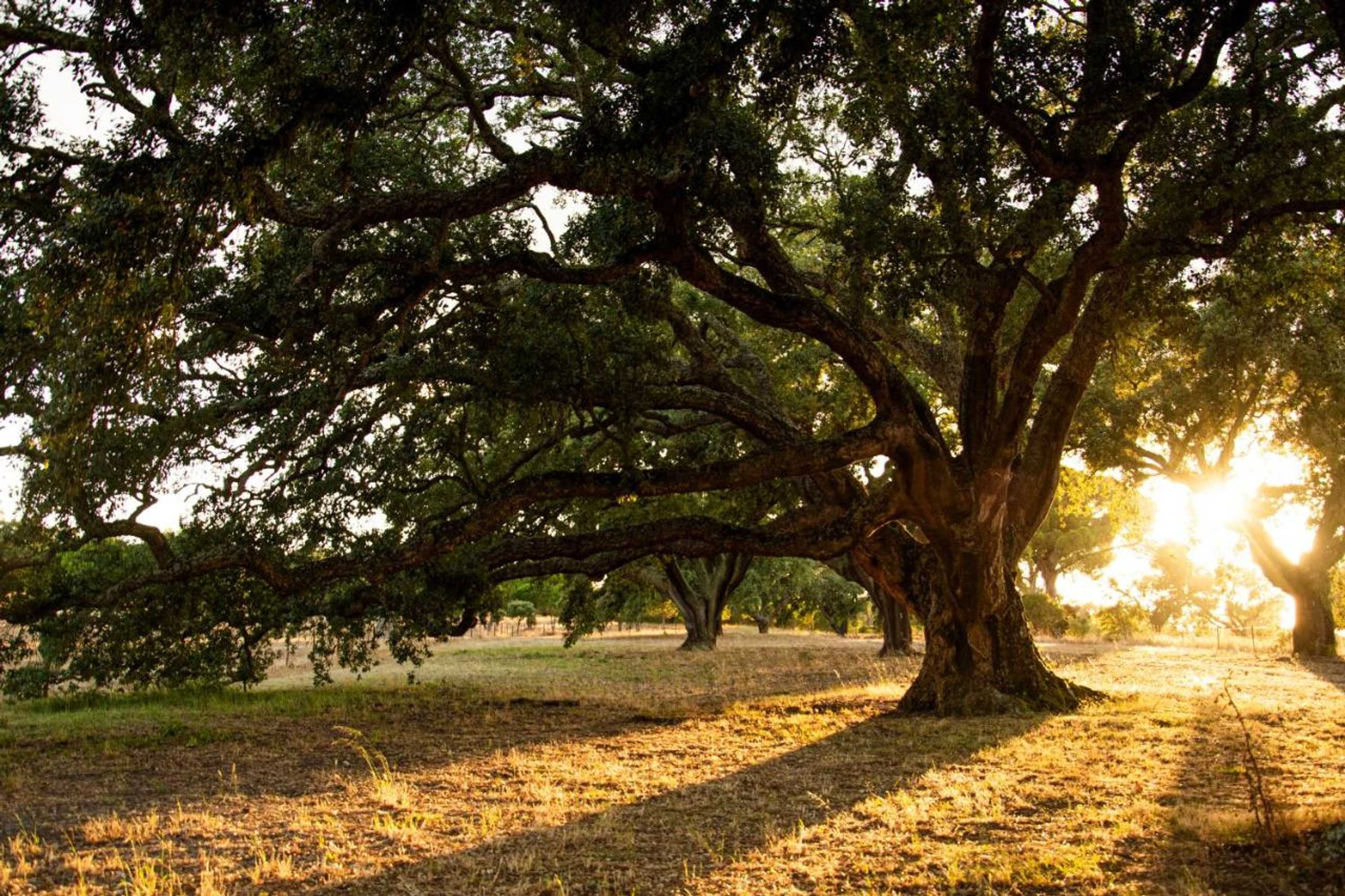 Gift card for Herdade Das Barradas da Serra