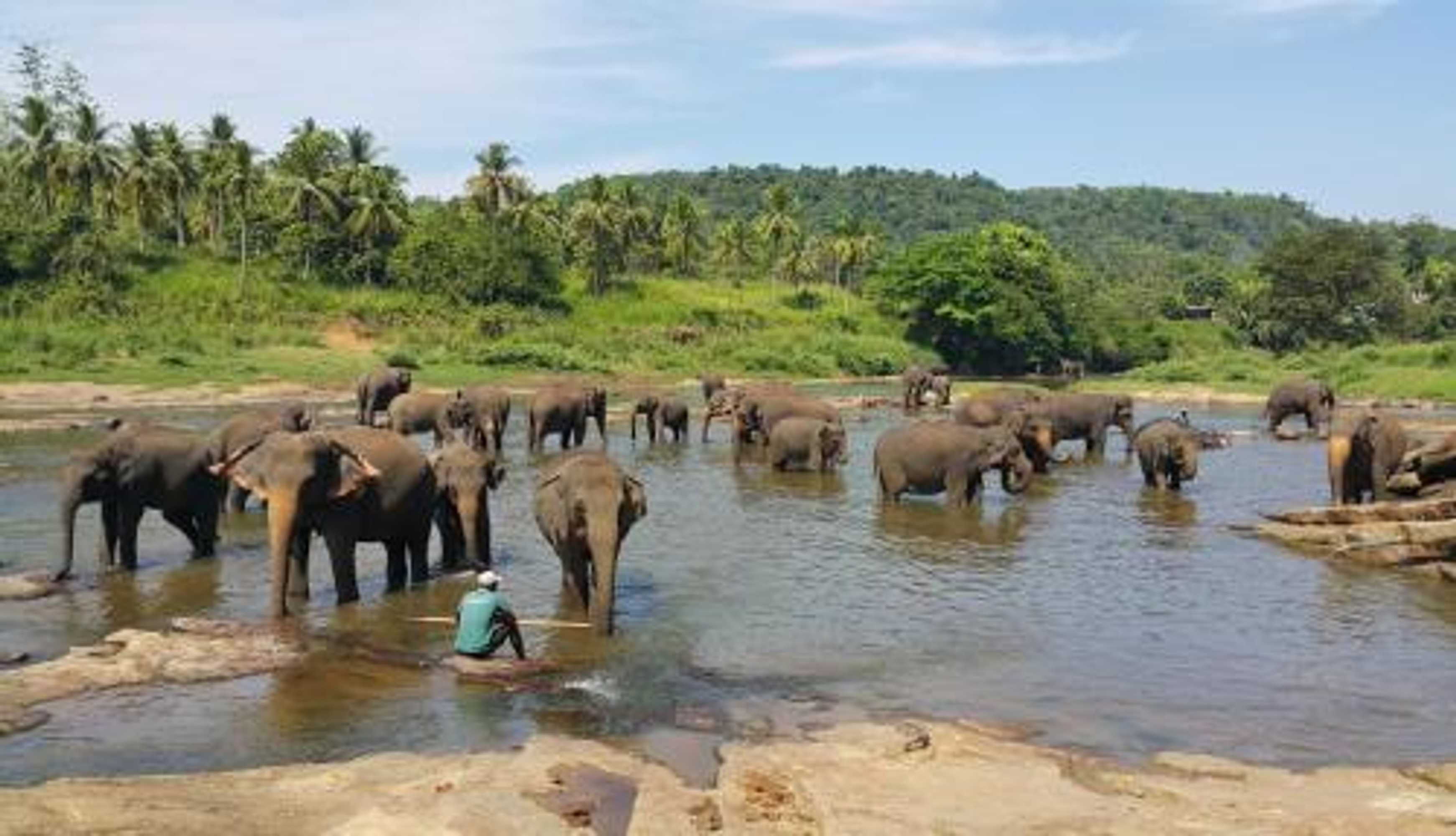 Gift card for Hotel Elephant Park - New Deal! Half Off Airport Pickups Available Gift card for Hotel Elephant Park - New Deal! Half Off Airport Pickups Available