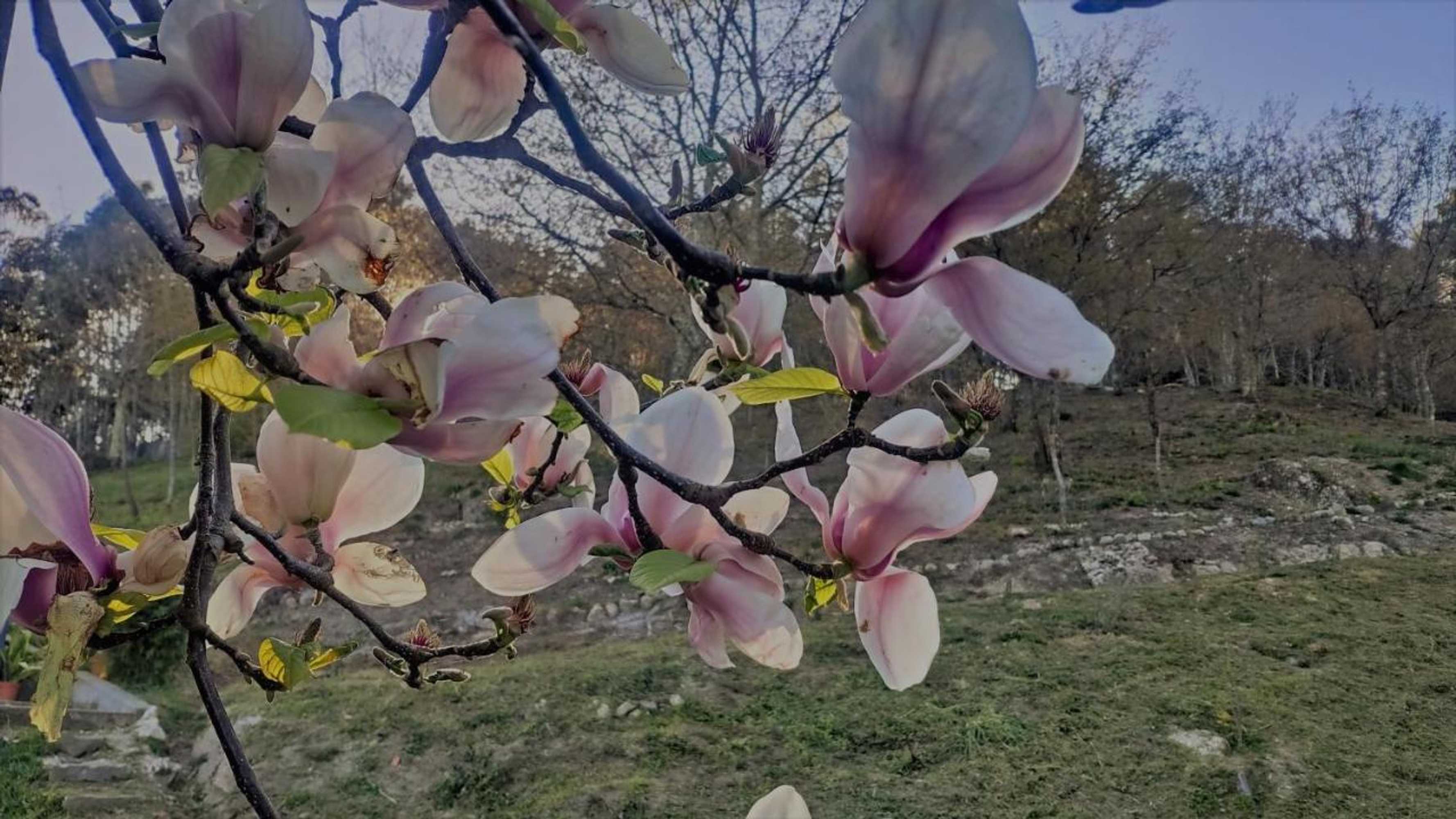 Gift card for O Aconchego Das Raízes