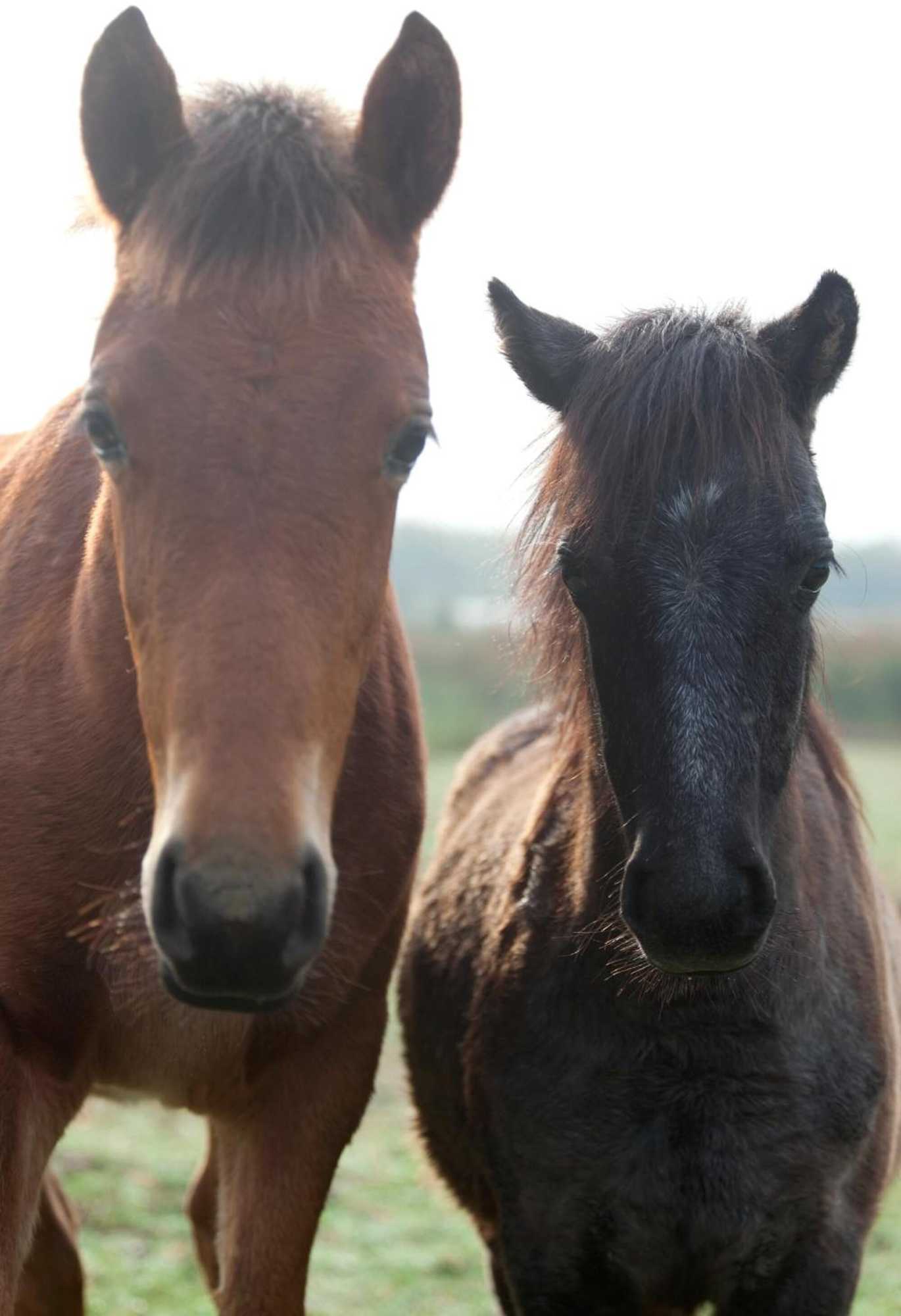 Gift card for Under Oaks Guesthouse