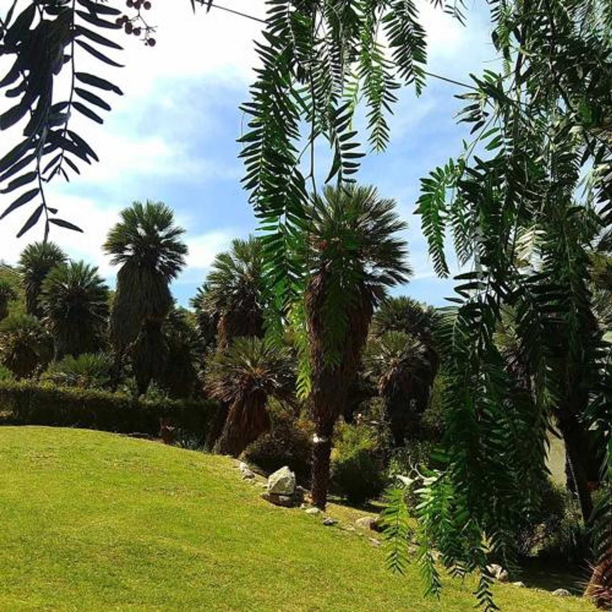 Gift card for Palmares al Cerro Gift card for Palmares al Cerro
