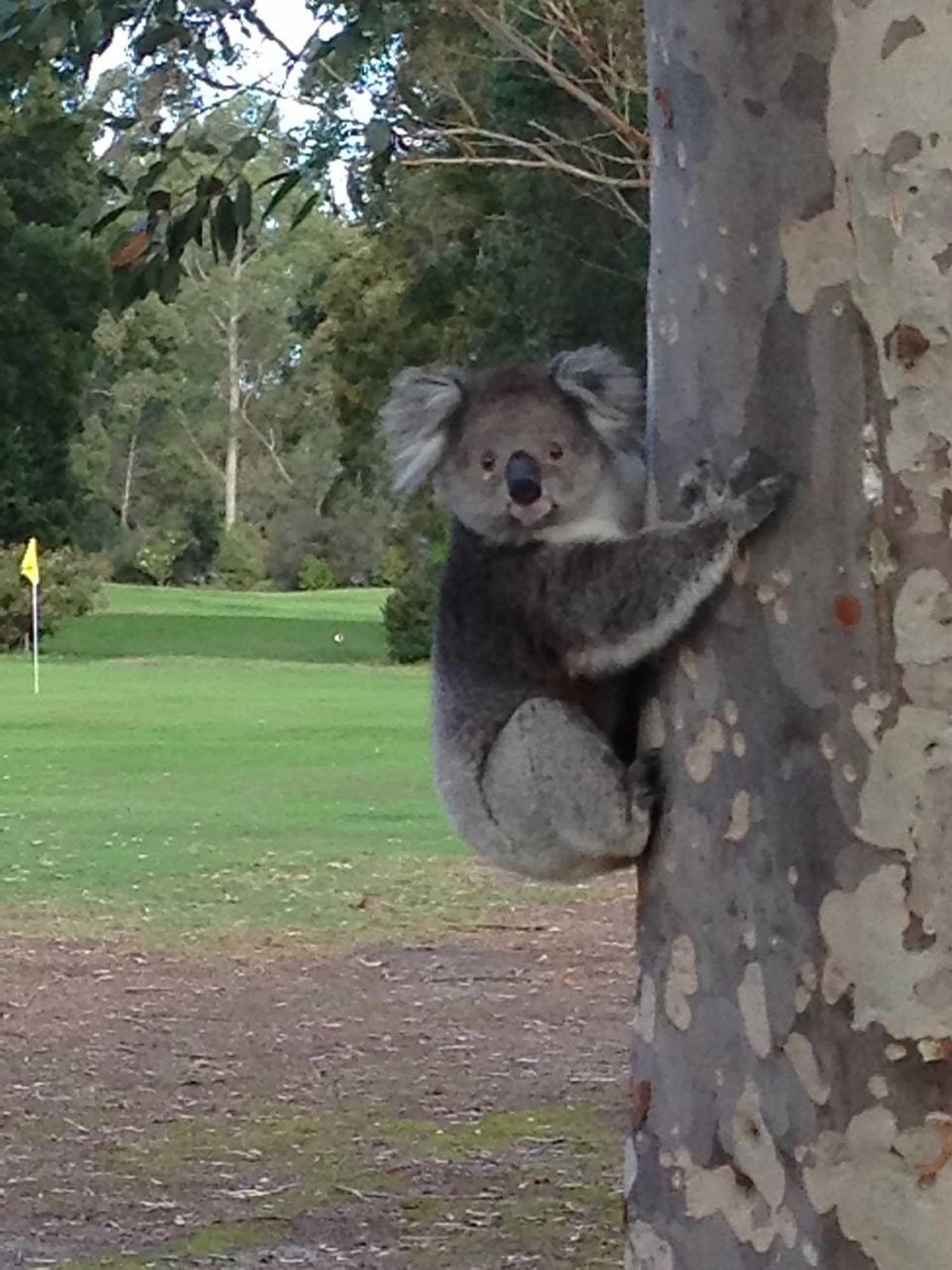 Gift card for Llarrinda Bed & Breakfast