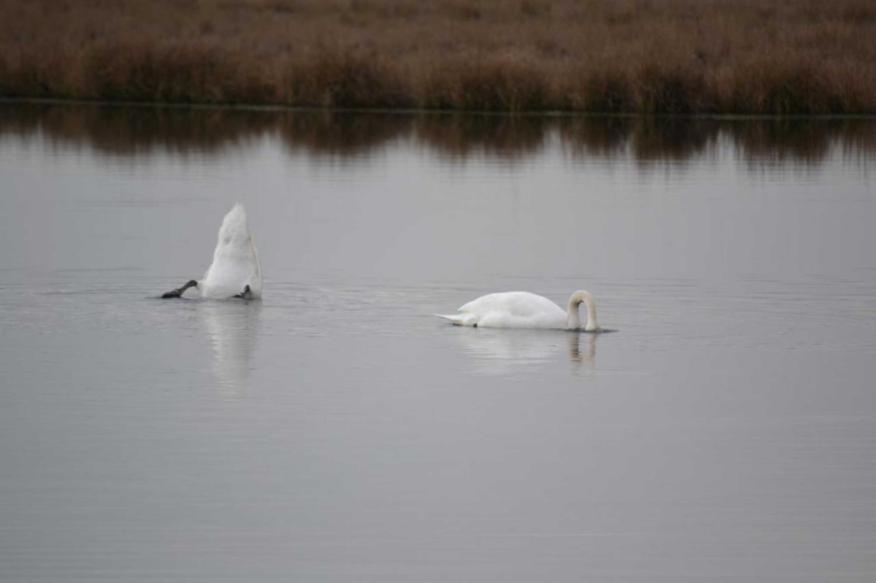 Gift card for Auberge De Moerse Hoeve
