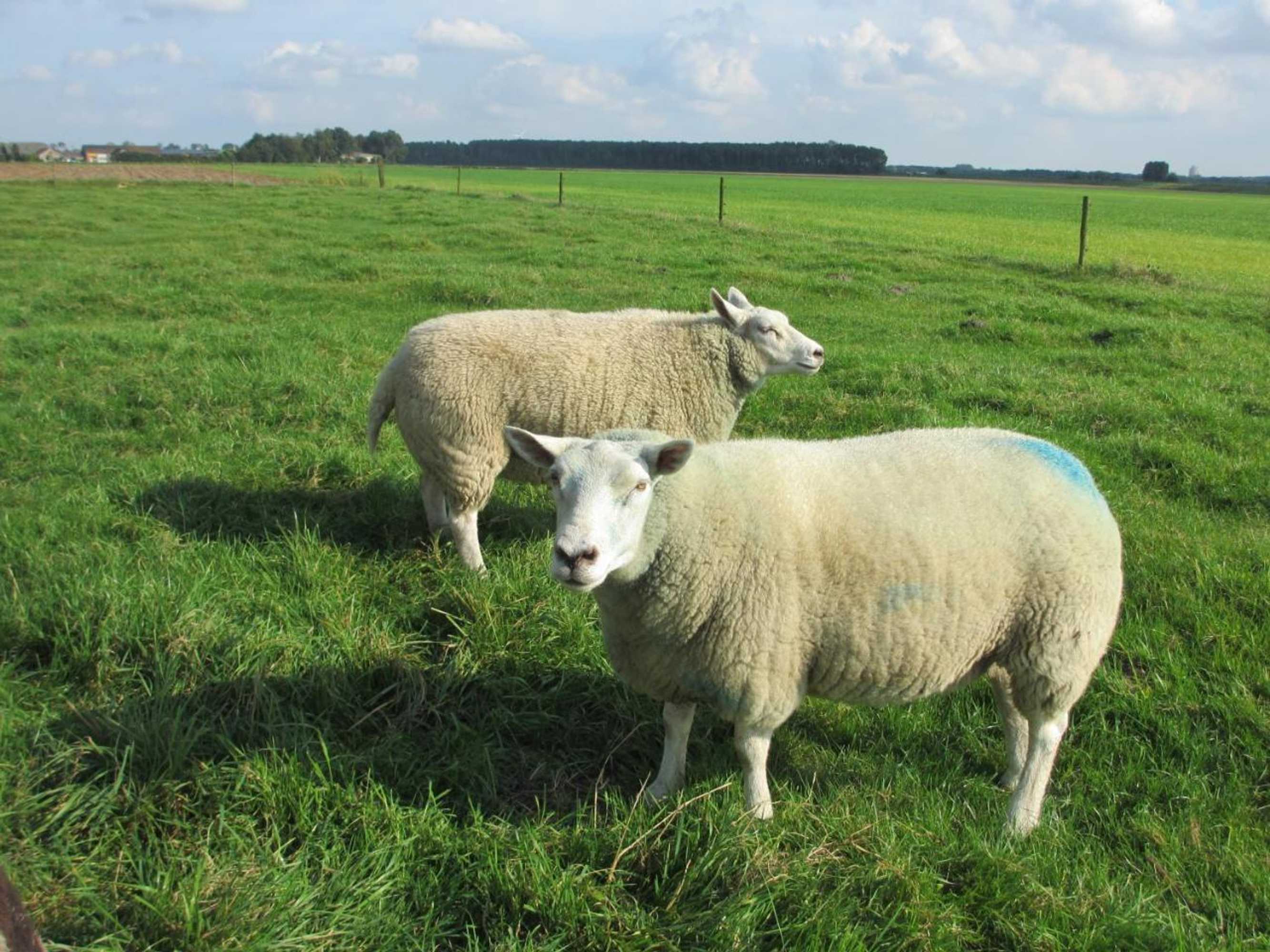 Gift card for B&b Boerderij Wijtvliet