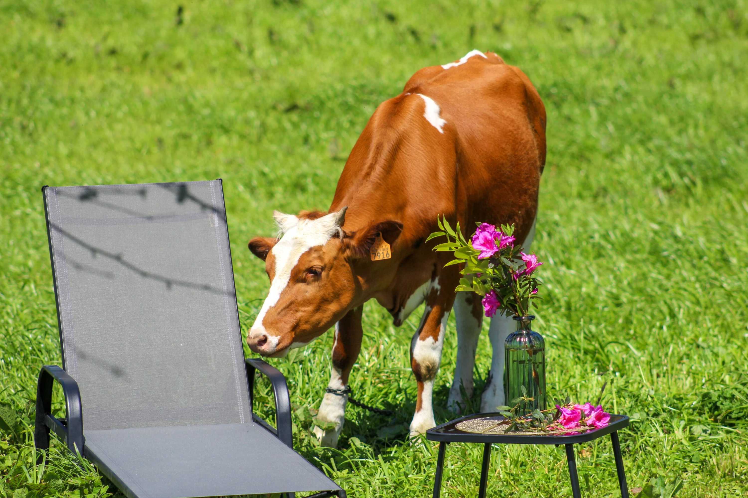 Gift card for Dreamscape Villa