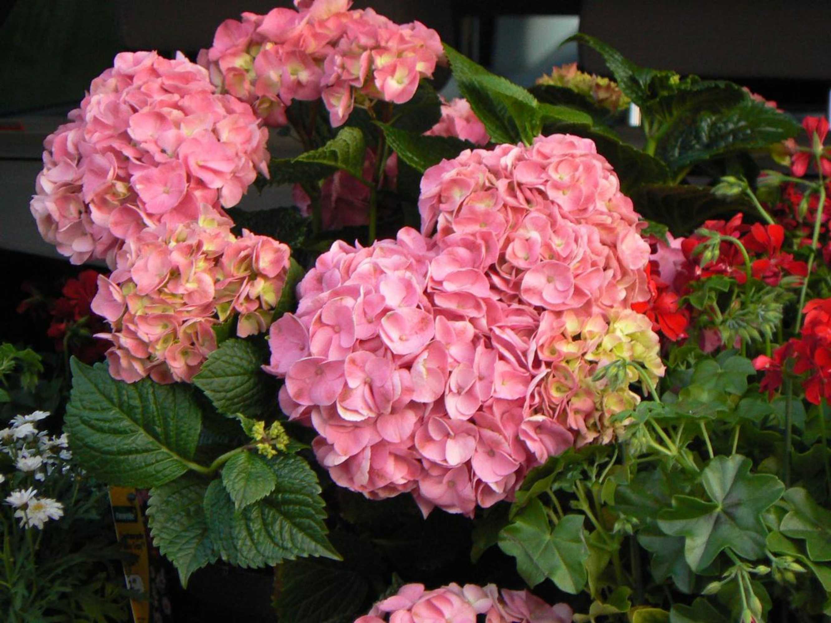 Gift card for Villa Sonnenseite Jonsdorf