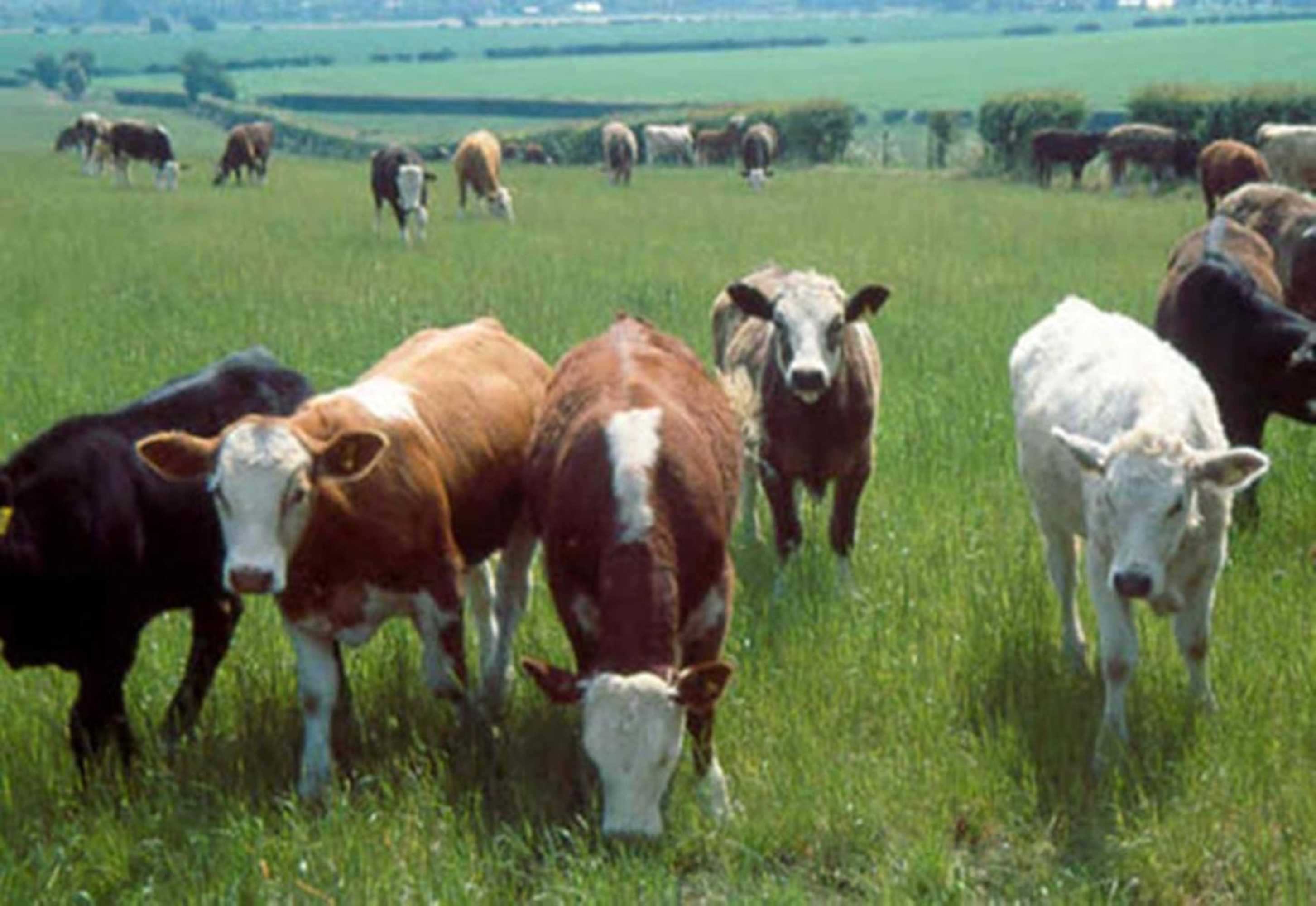 Gift card for La Fosse at Cranborne