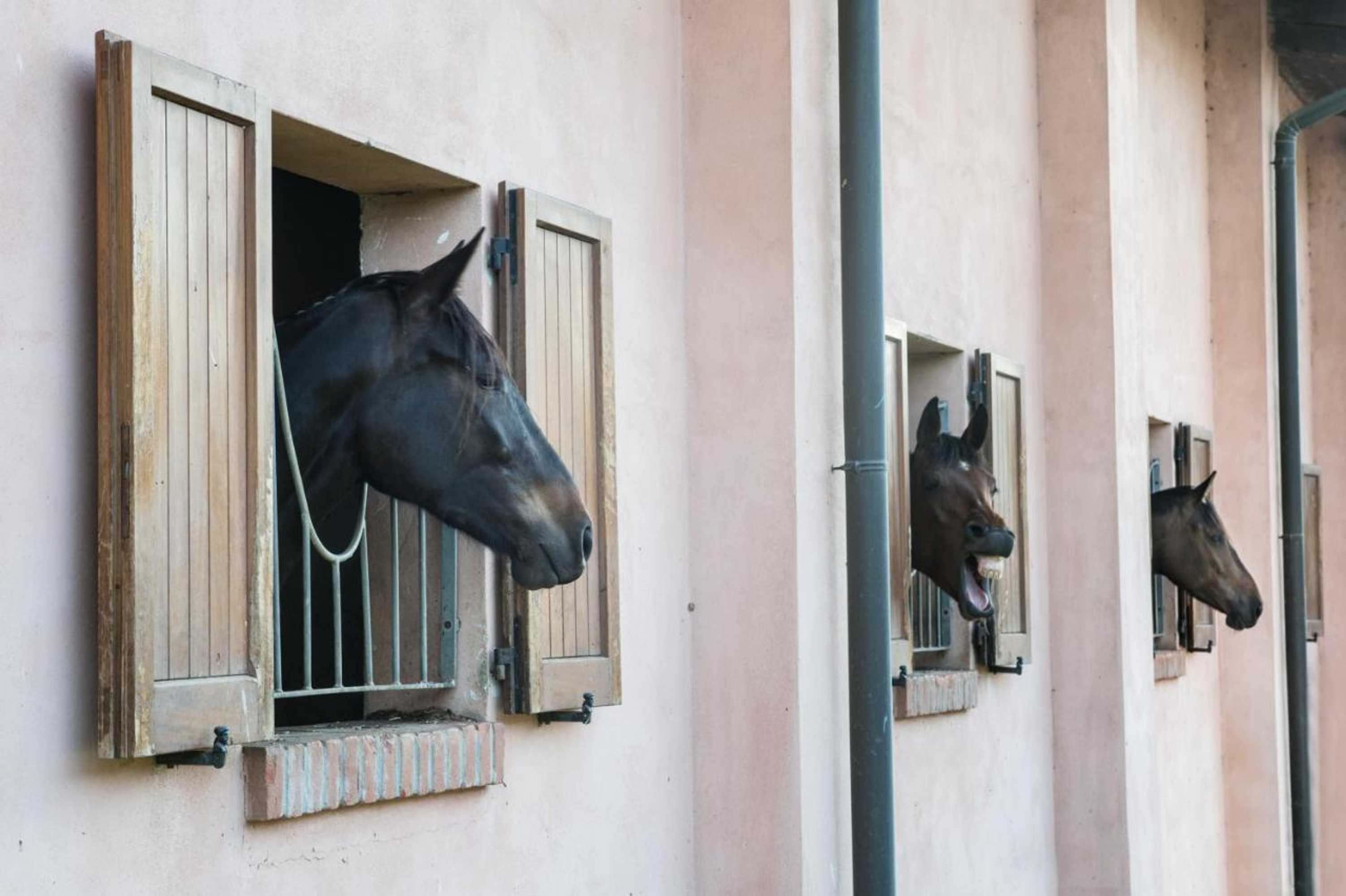 Gift card for San Giacomo Horses & Agriturismo Gift card for San Giacomo Horses & Agriturismo