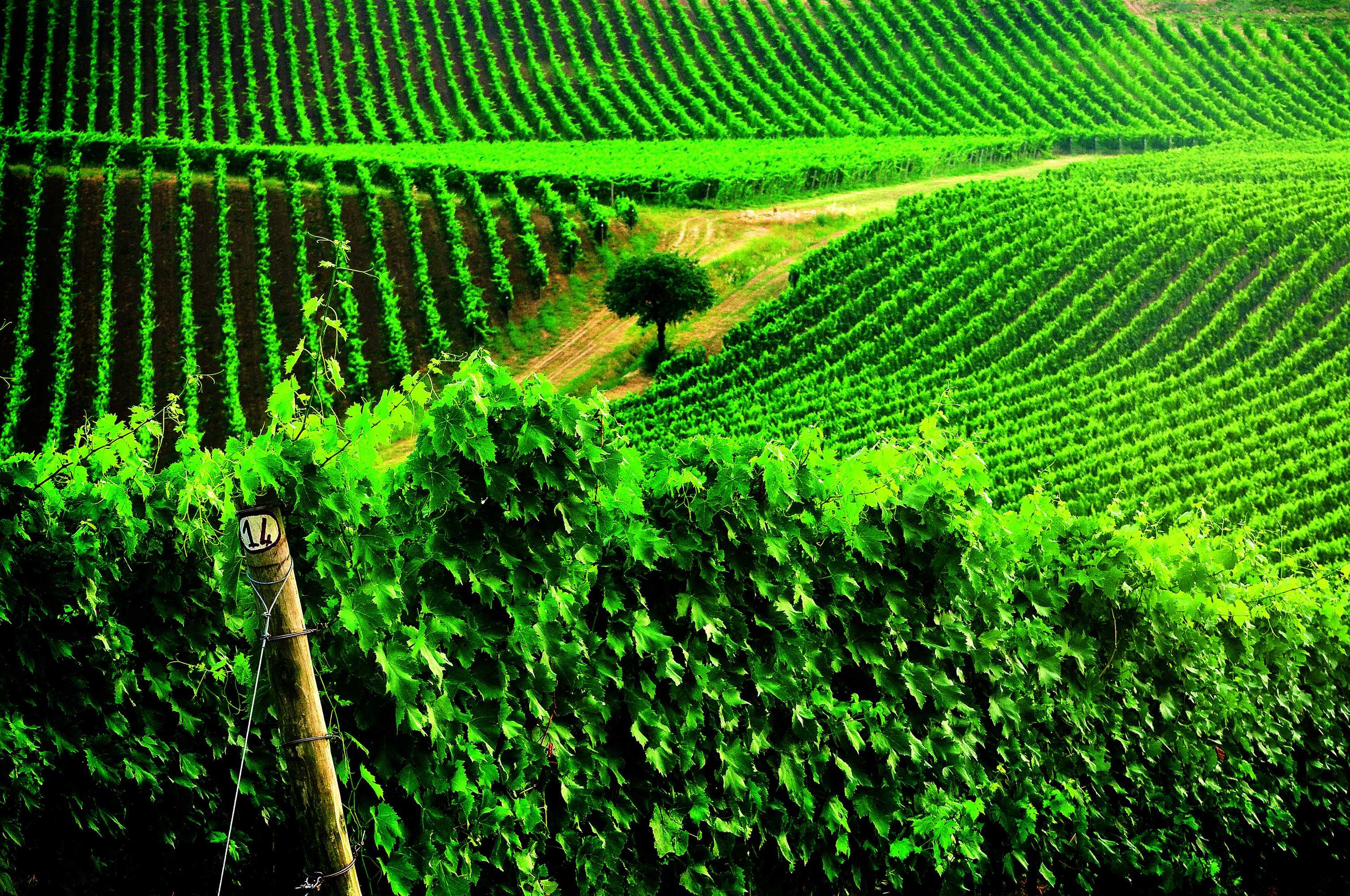 Gift card for Borgo Condé Wine Resort Gift card for Borgo Condé Wine Resort