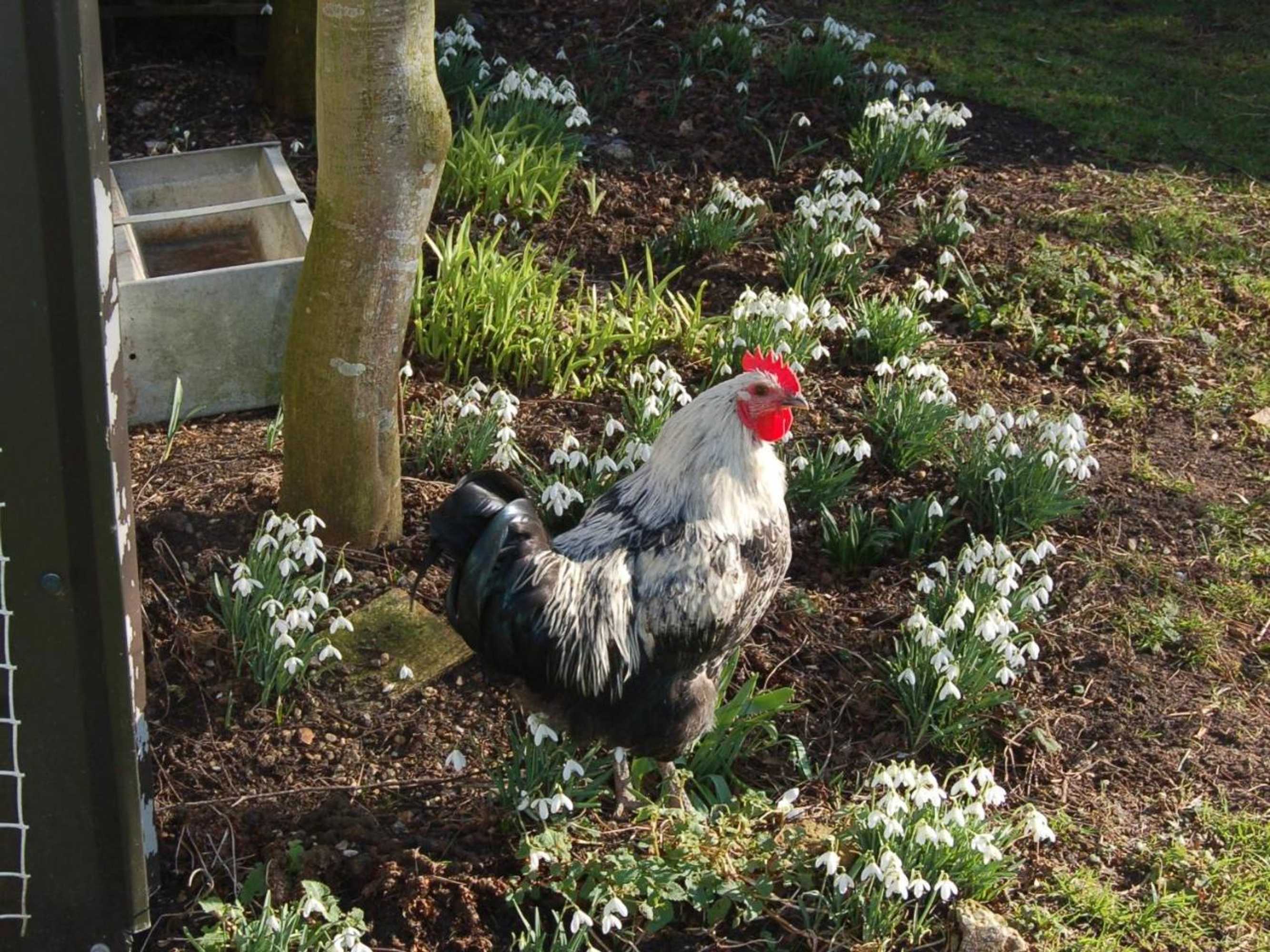 Gift card for Strenneth