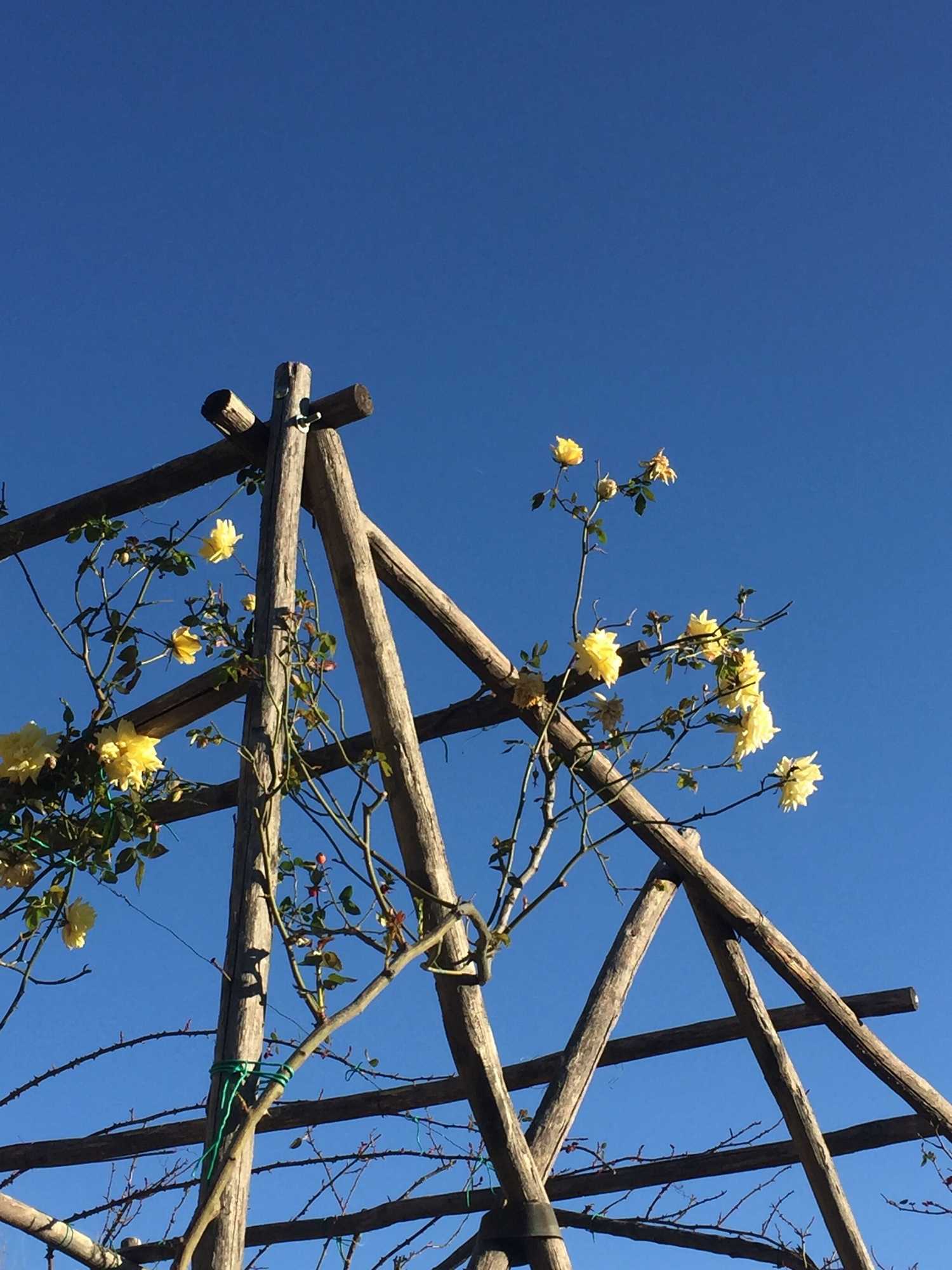 Gift card for Joie de Vivre