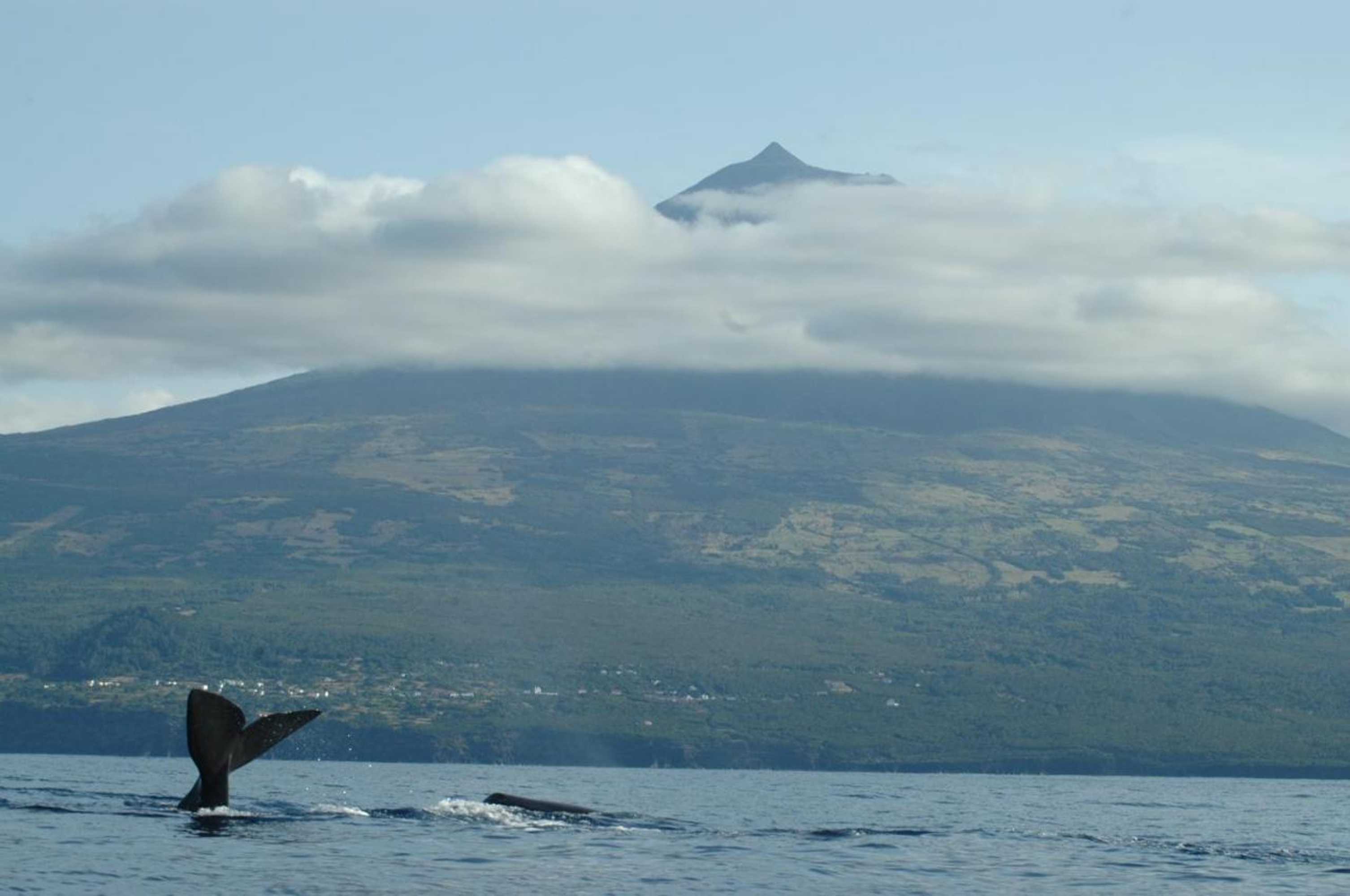 Gift card for Casa do Cais