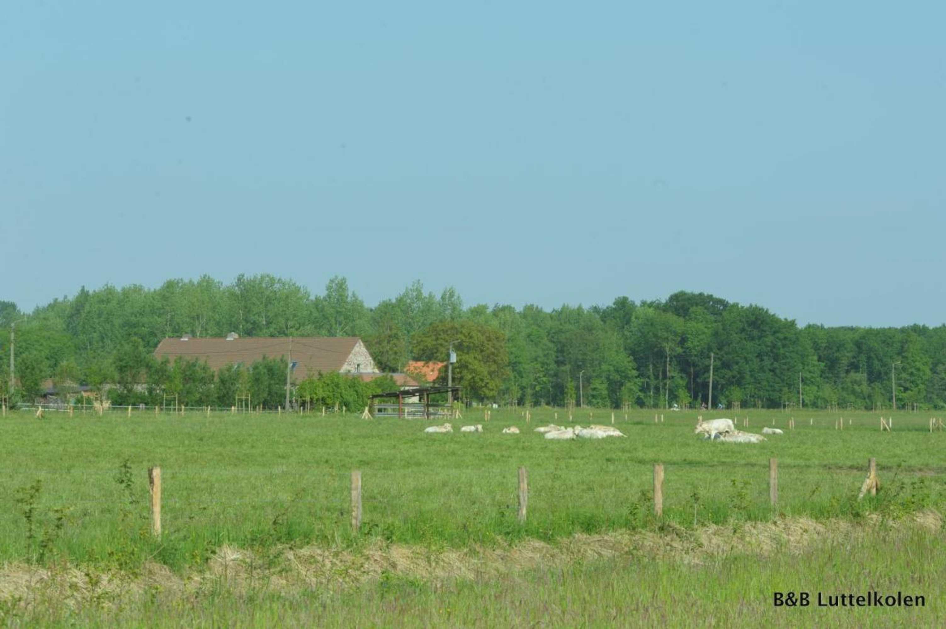 Gift card for Luttelkolen