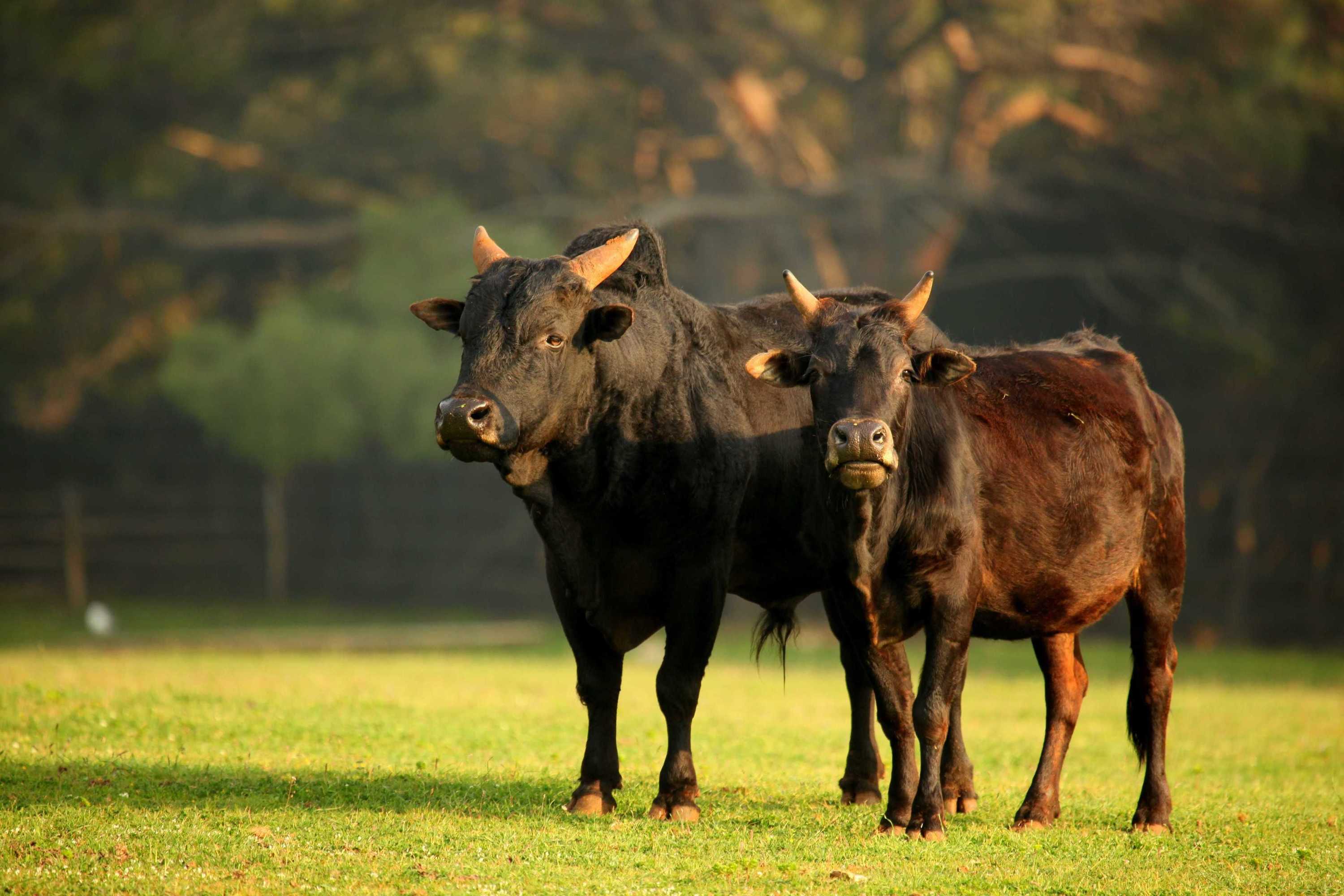 Gift card for Brijuni Rooms Karmen Gift card for Brijuni Rooms Karmen