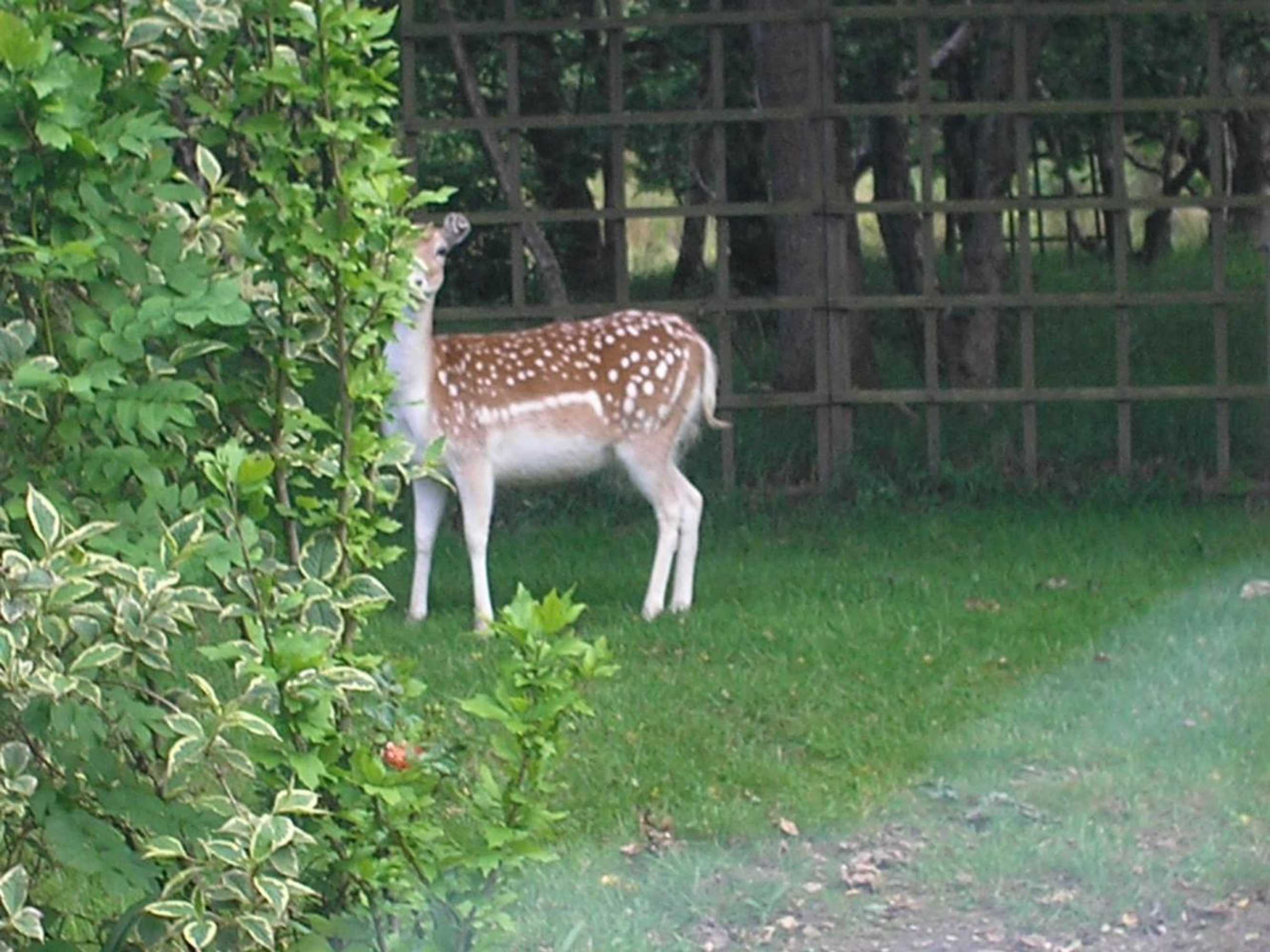 Gift card for Jonti Bed And Breakfast