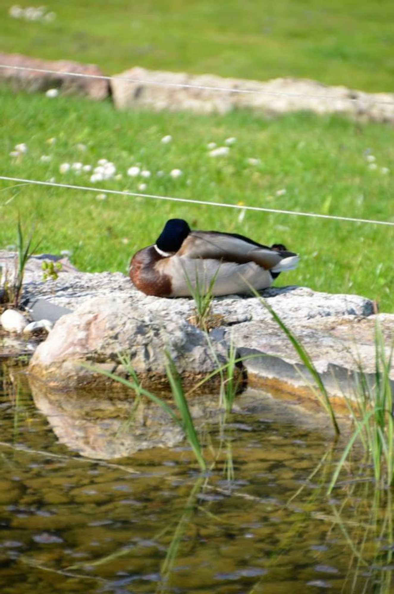 Gift card for Bad Schauenburg