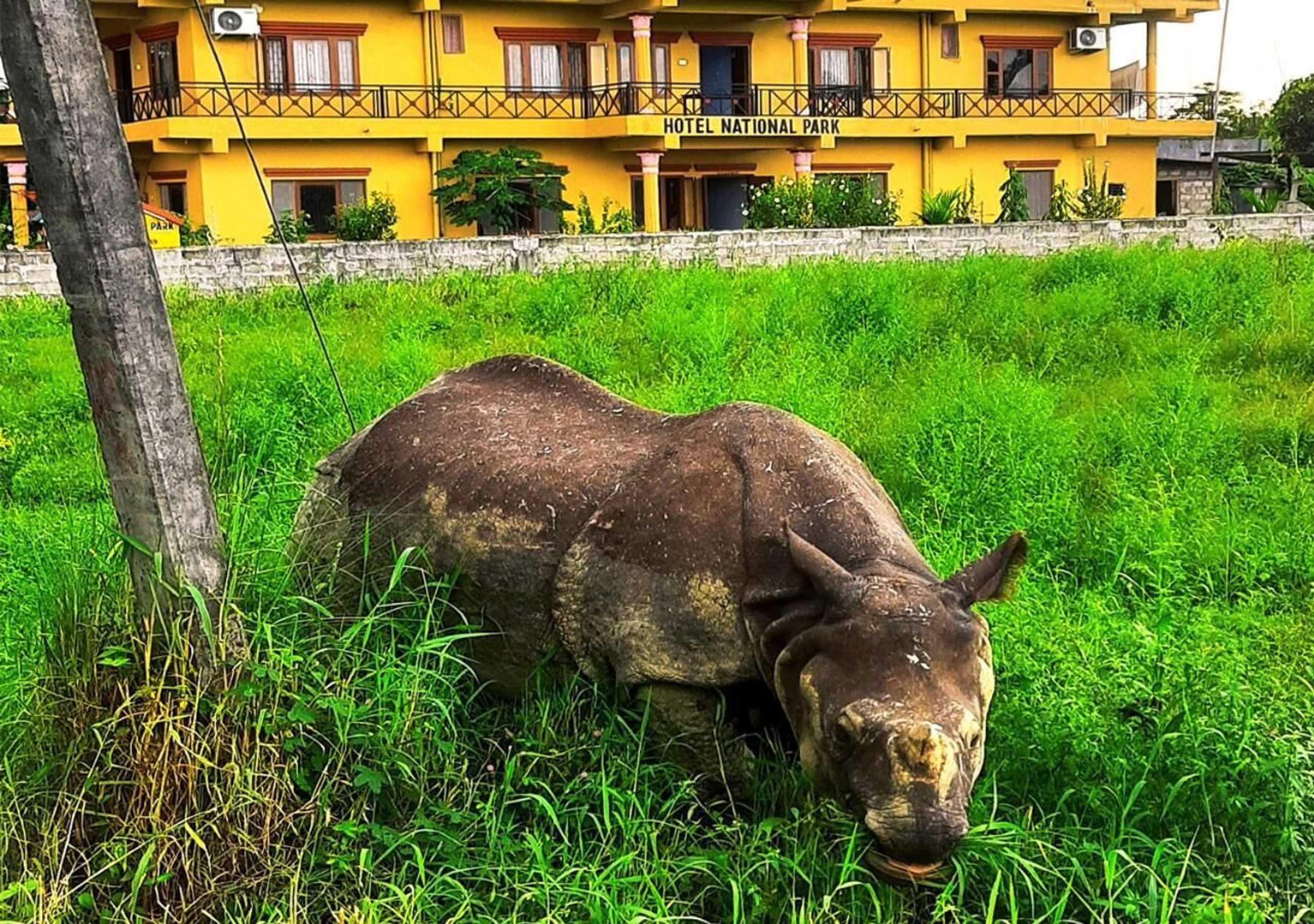 Gift card for Hotel National Park Sauraha- Homely Stay And Peaceful Location With Jungle Safari Arrangements Gift card for Hotel National Park Sauraha- Homely Stay And Peaceful Location With Jungle Safari Arrangements