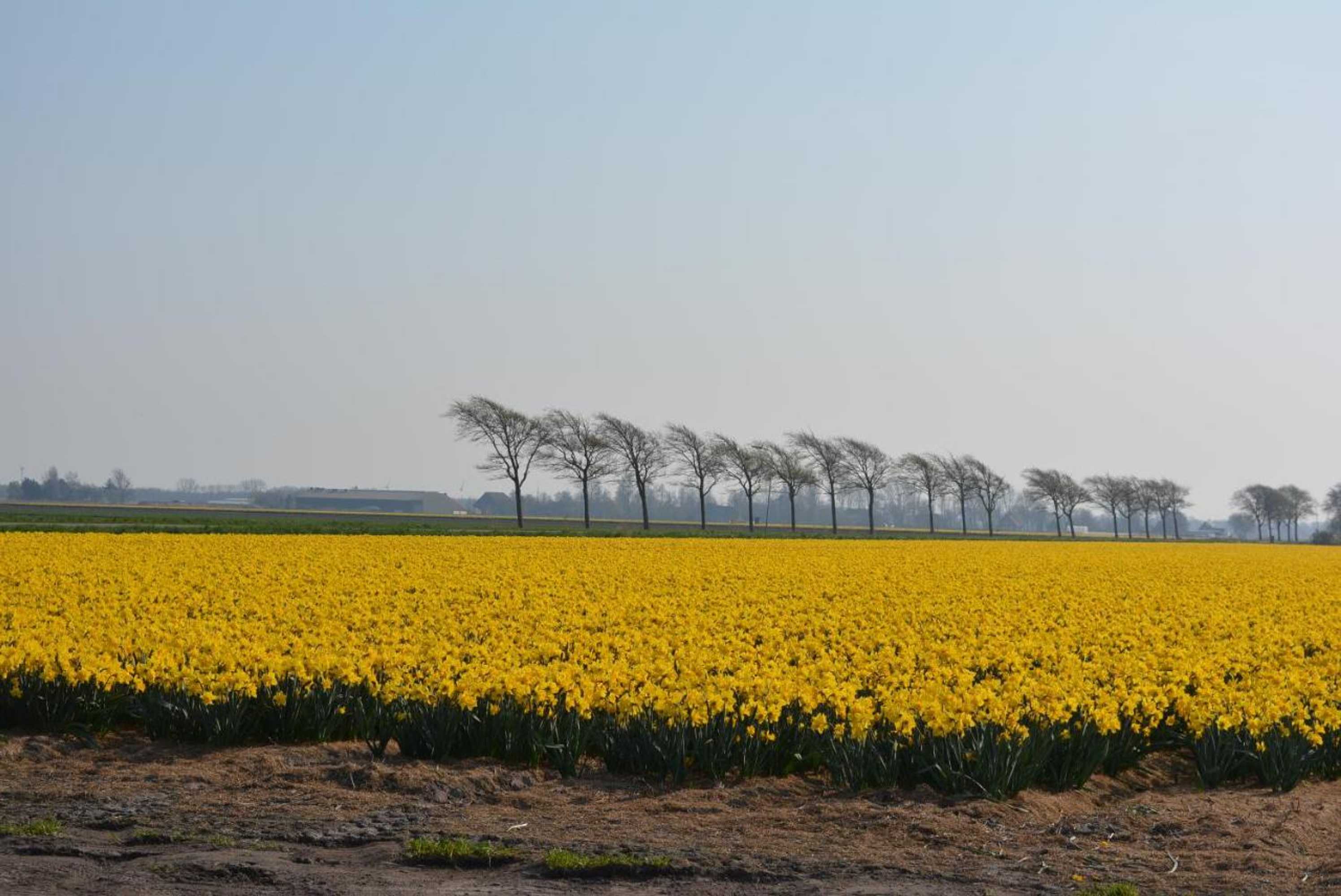 Gift card for Camping De Tulpenweide Kampeerplaats