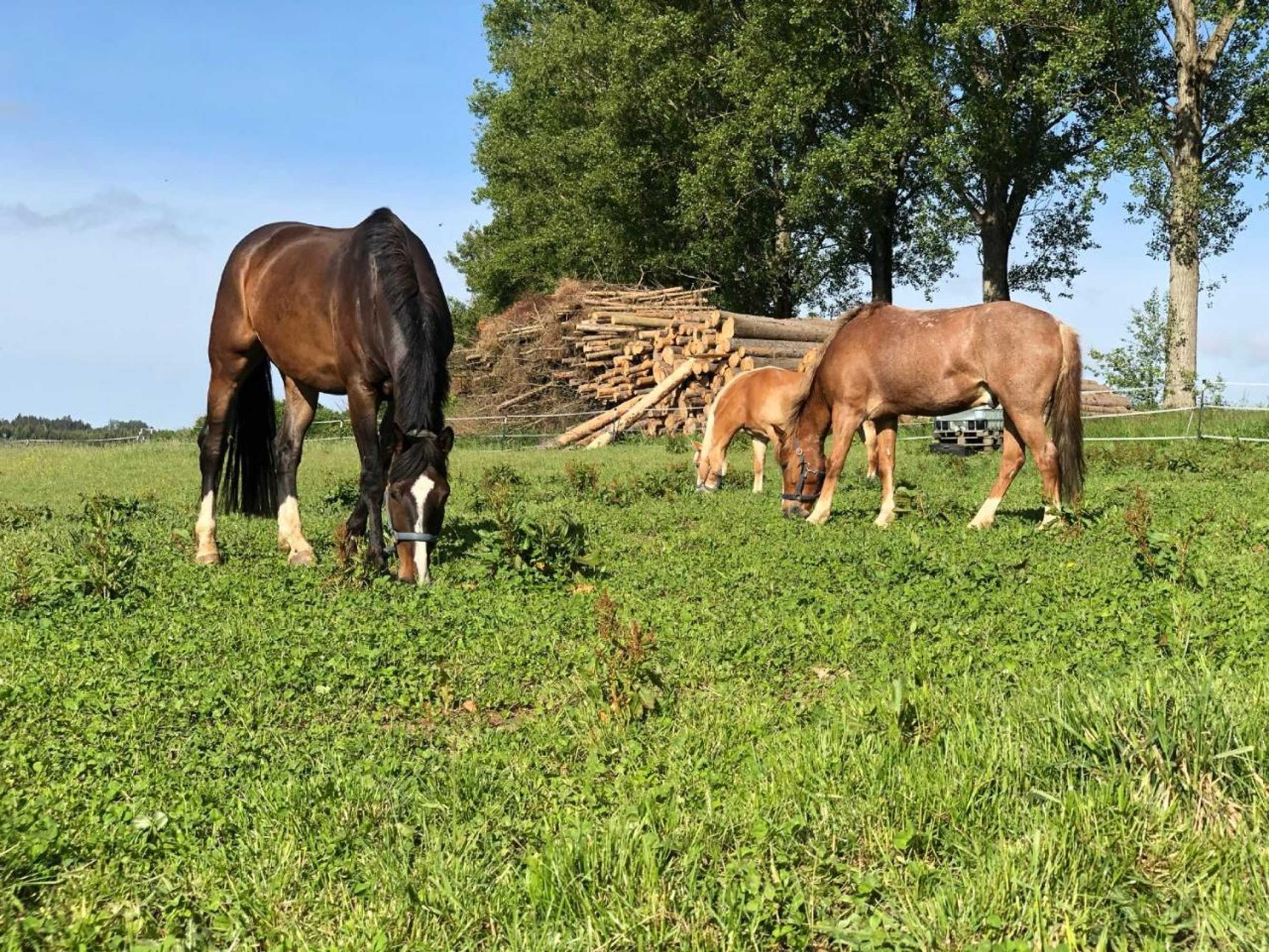 Gift card for Bio Ferienhof Erzengel