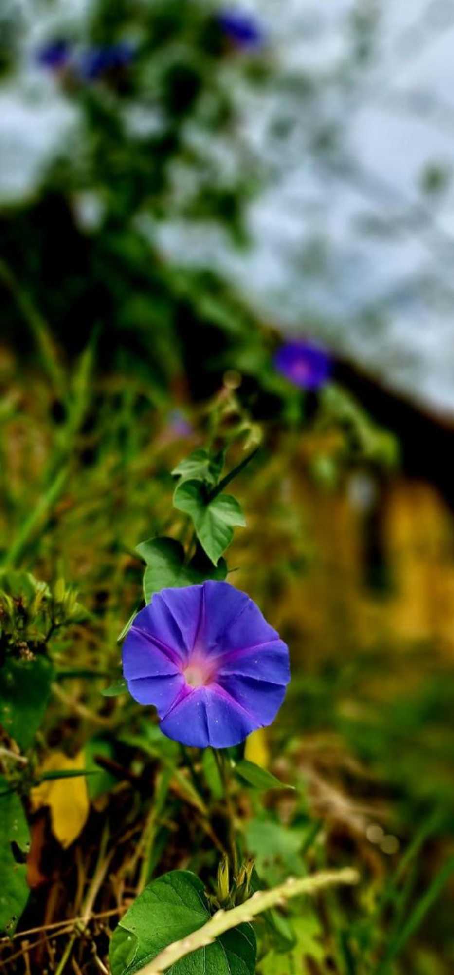 Gift card for Casa De Campo Colmeal