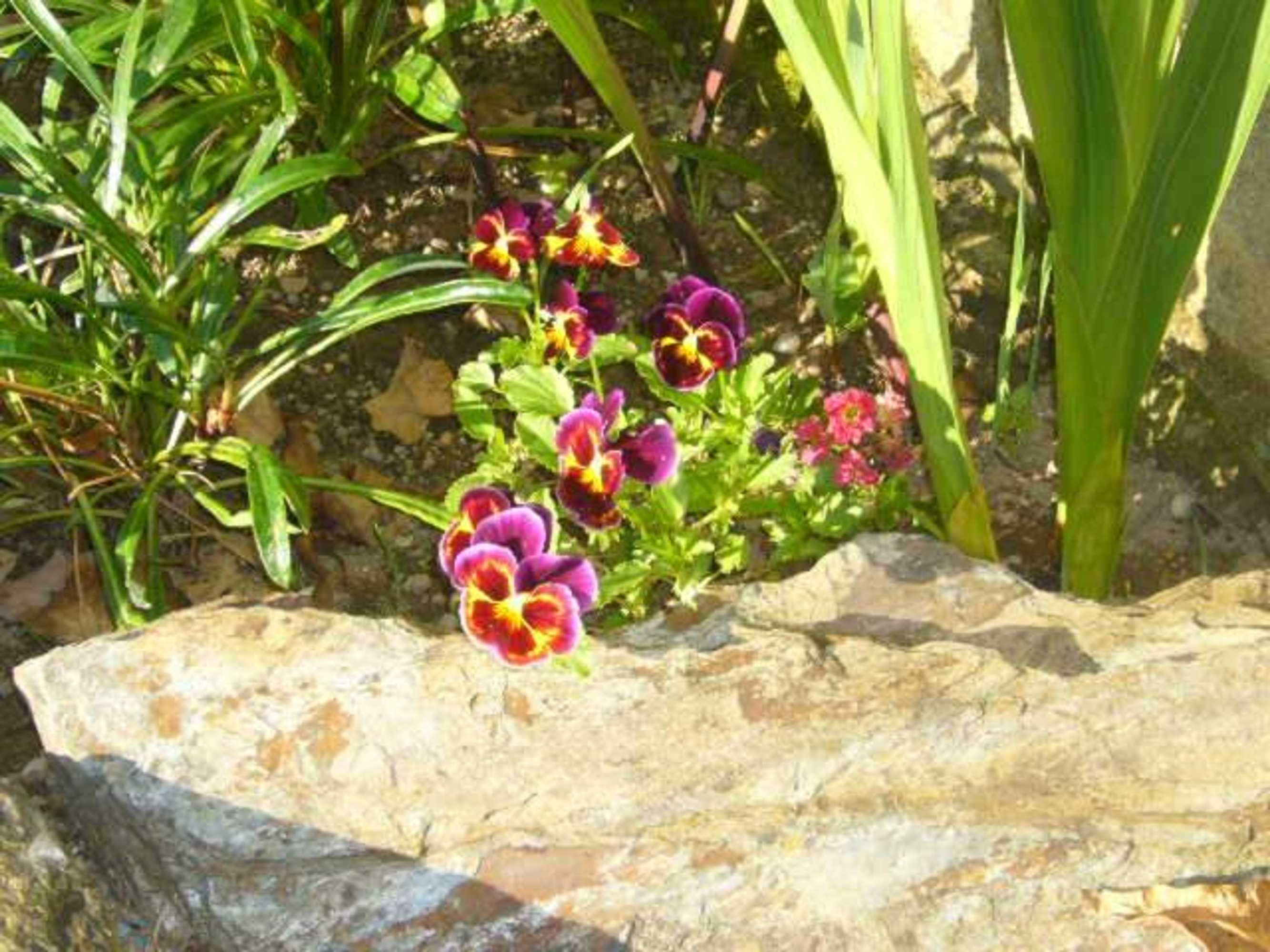 Gift card for Casa Vila Palmeira