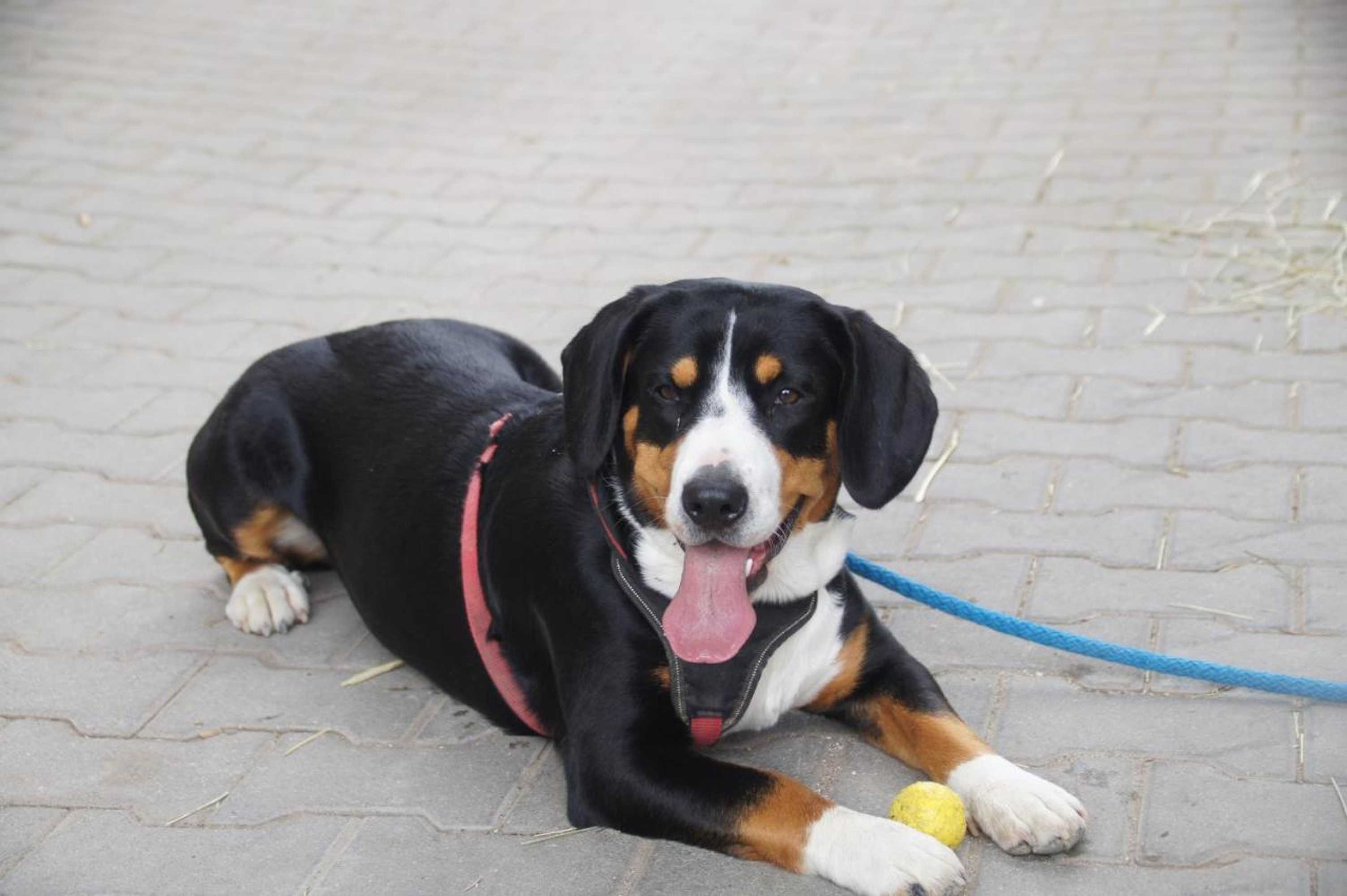 Gift card for Bertelemühle