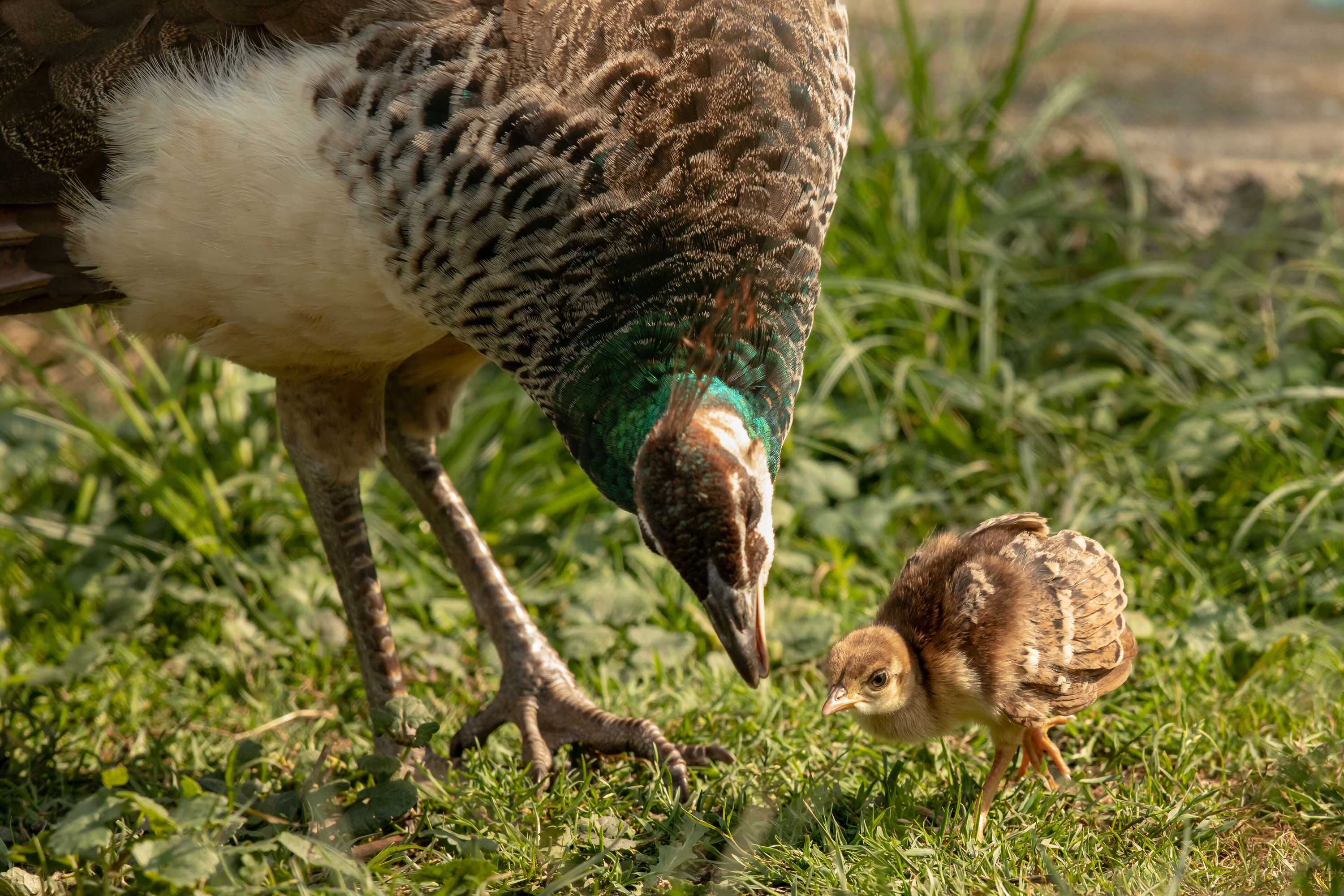 Gift card for Steigmatt Bauernhof - Erlebnis