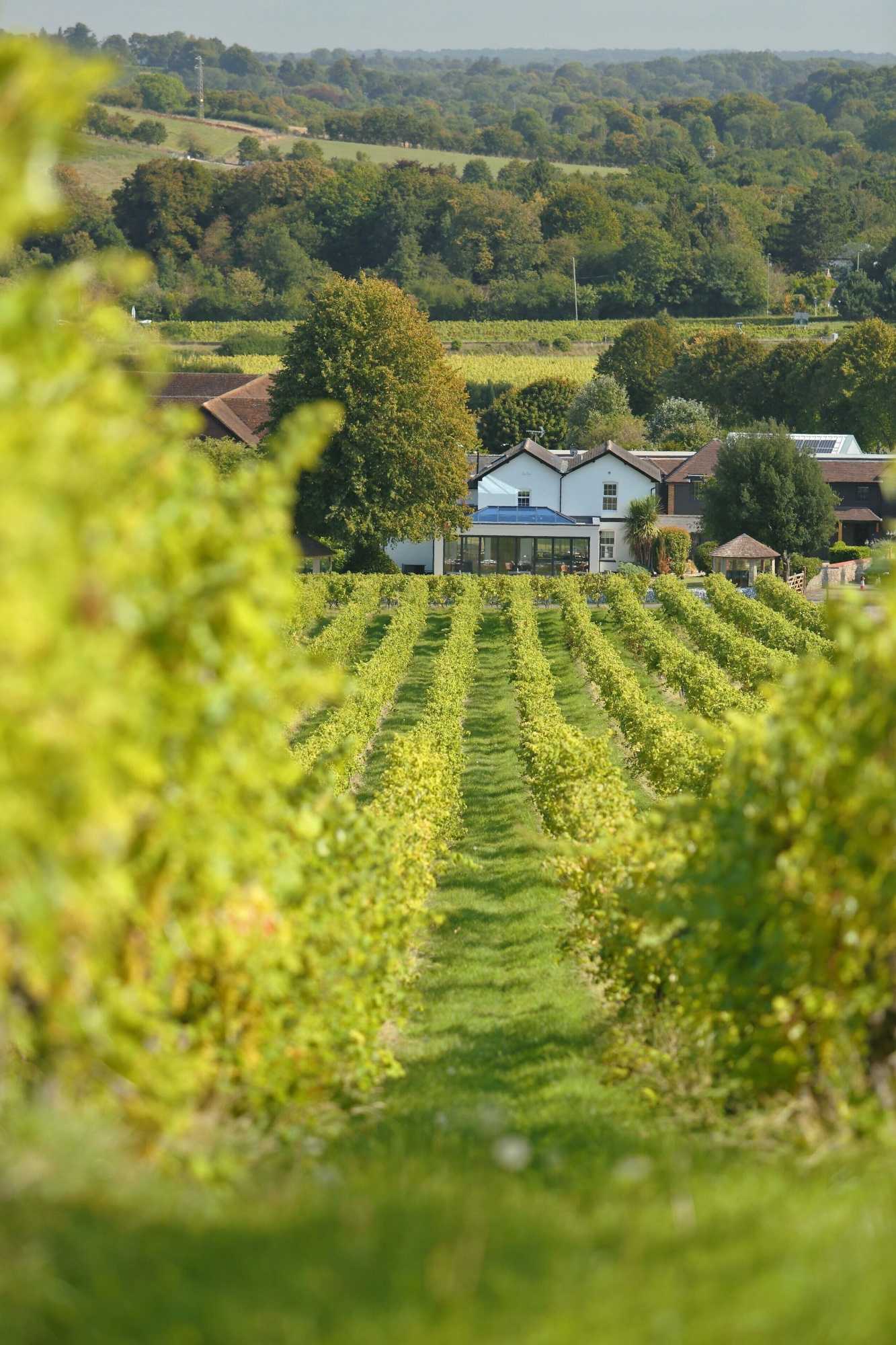 Gift card for Denbies Vineyard Hotel Gift card for Denbies Vineyard Hotel