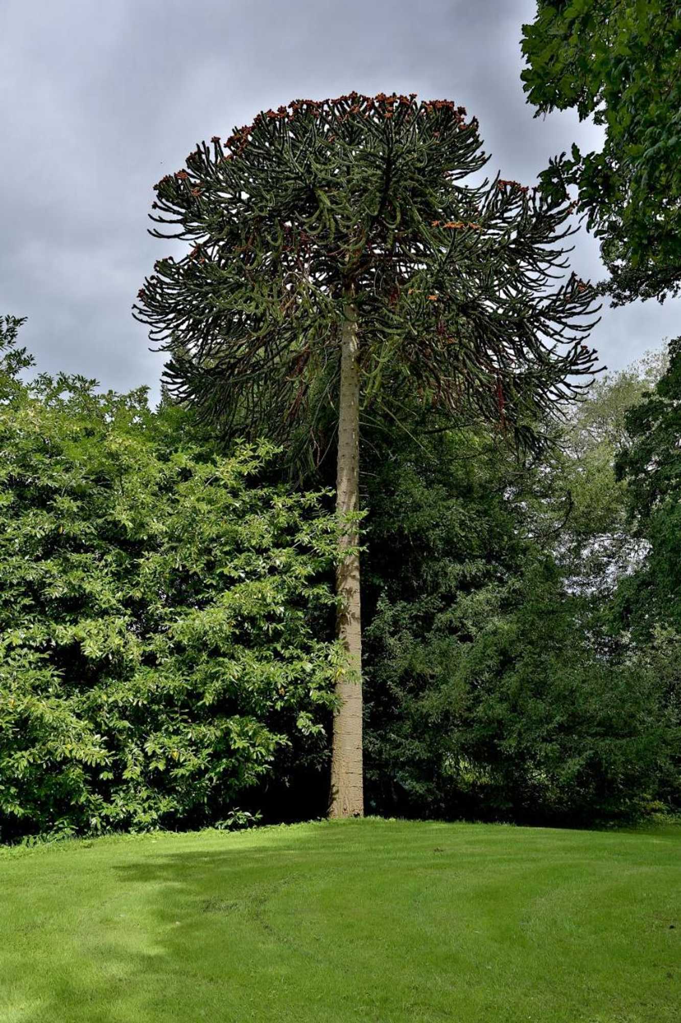 Gift card for Llangattock Park House