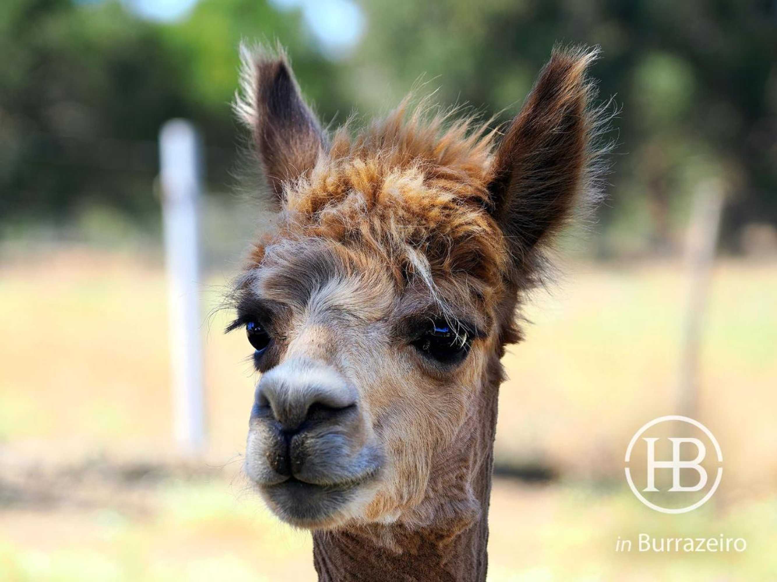 Gift card for Herdade do Burrazeiro Turismo Rural no Alentejo