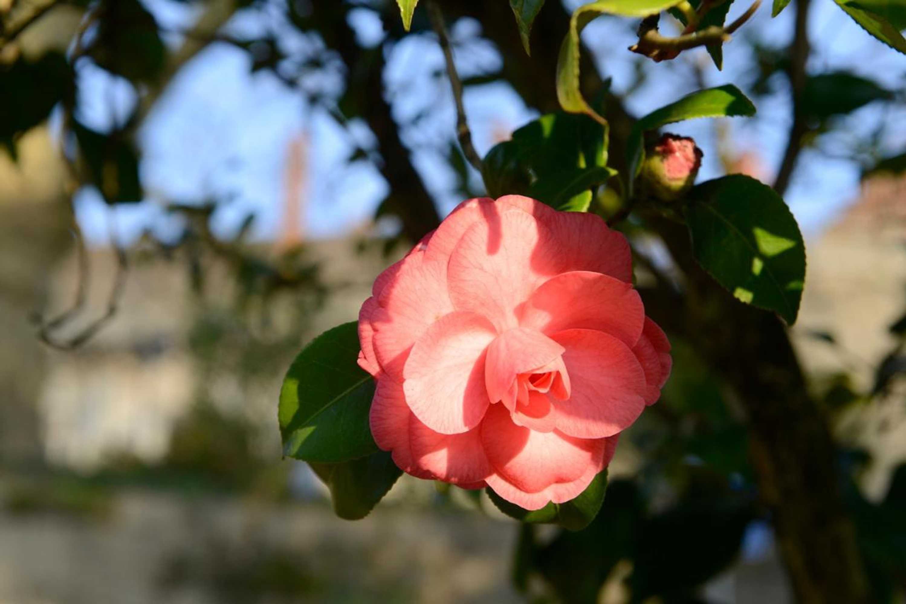 Gift card for Casa de Docim