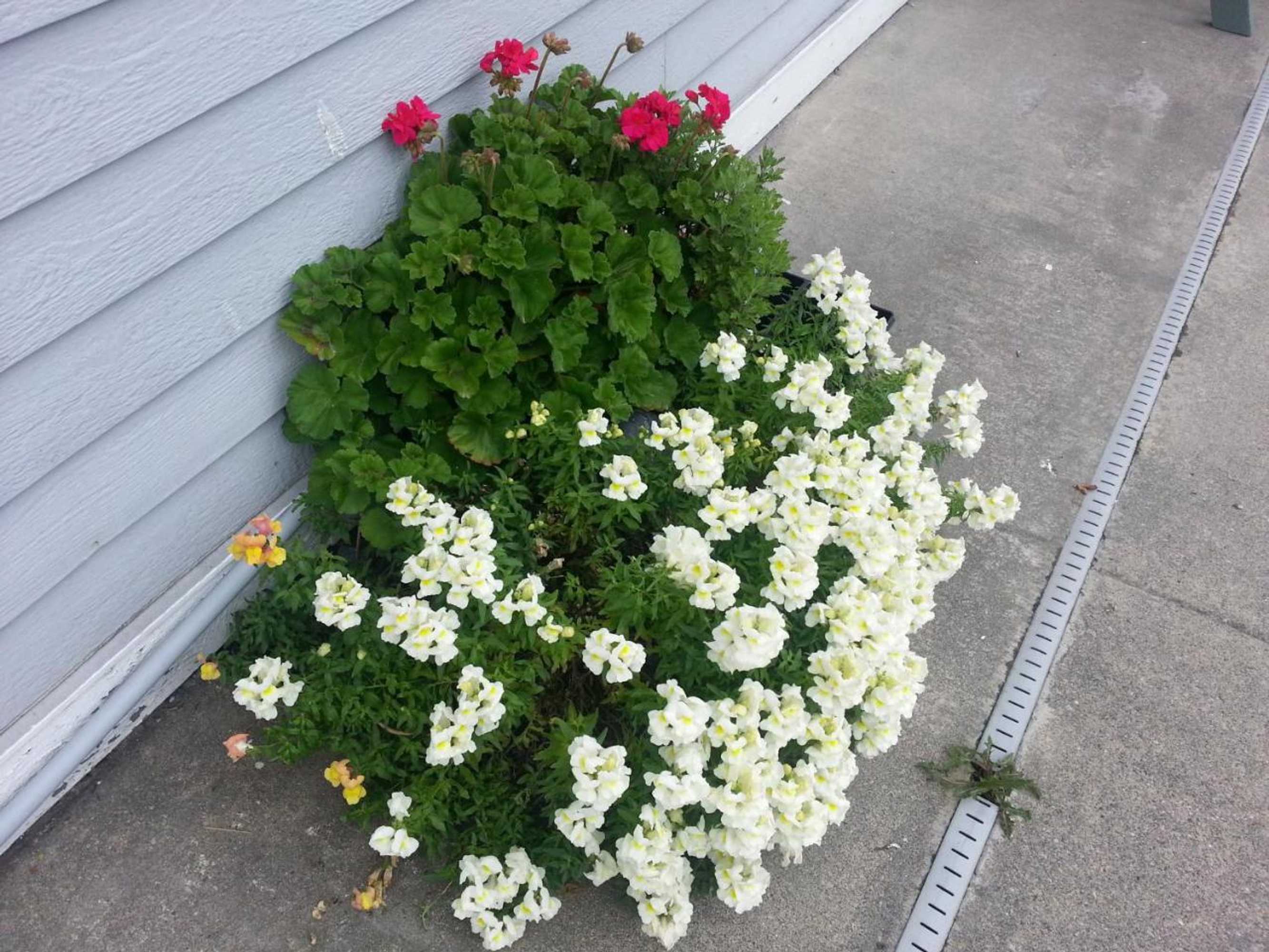 Gift card for Fidalgo Country Inn