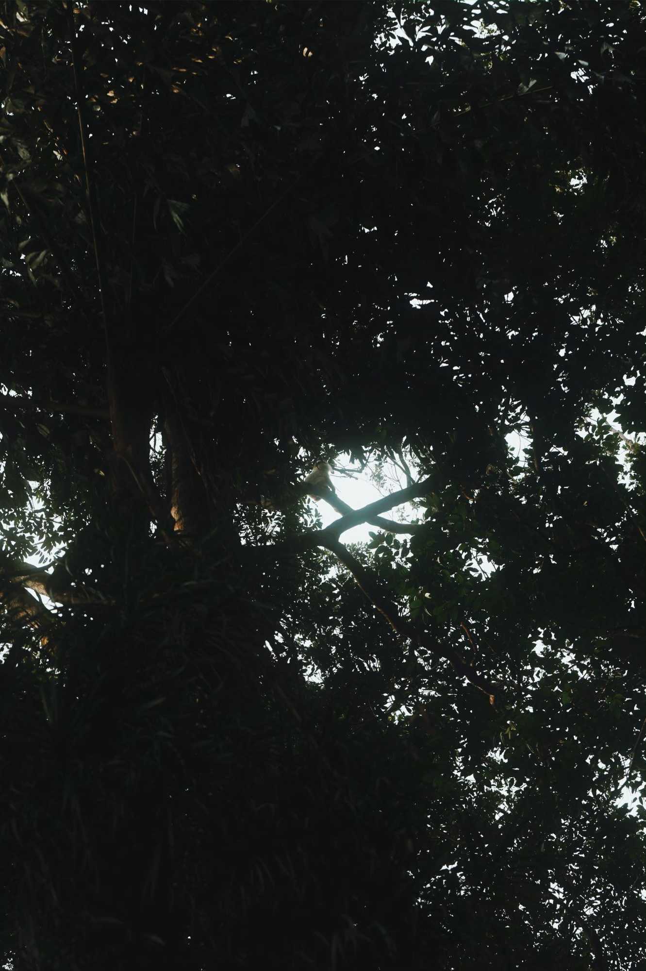 Gift card for Sinharaja Forest Gate Gift card for Sinharaja Forest Gate