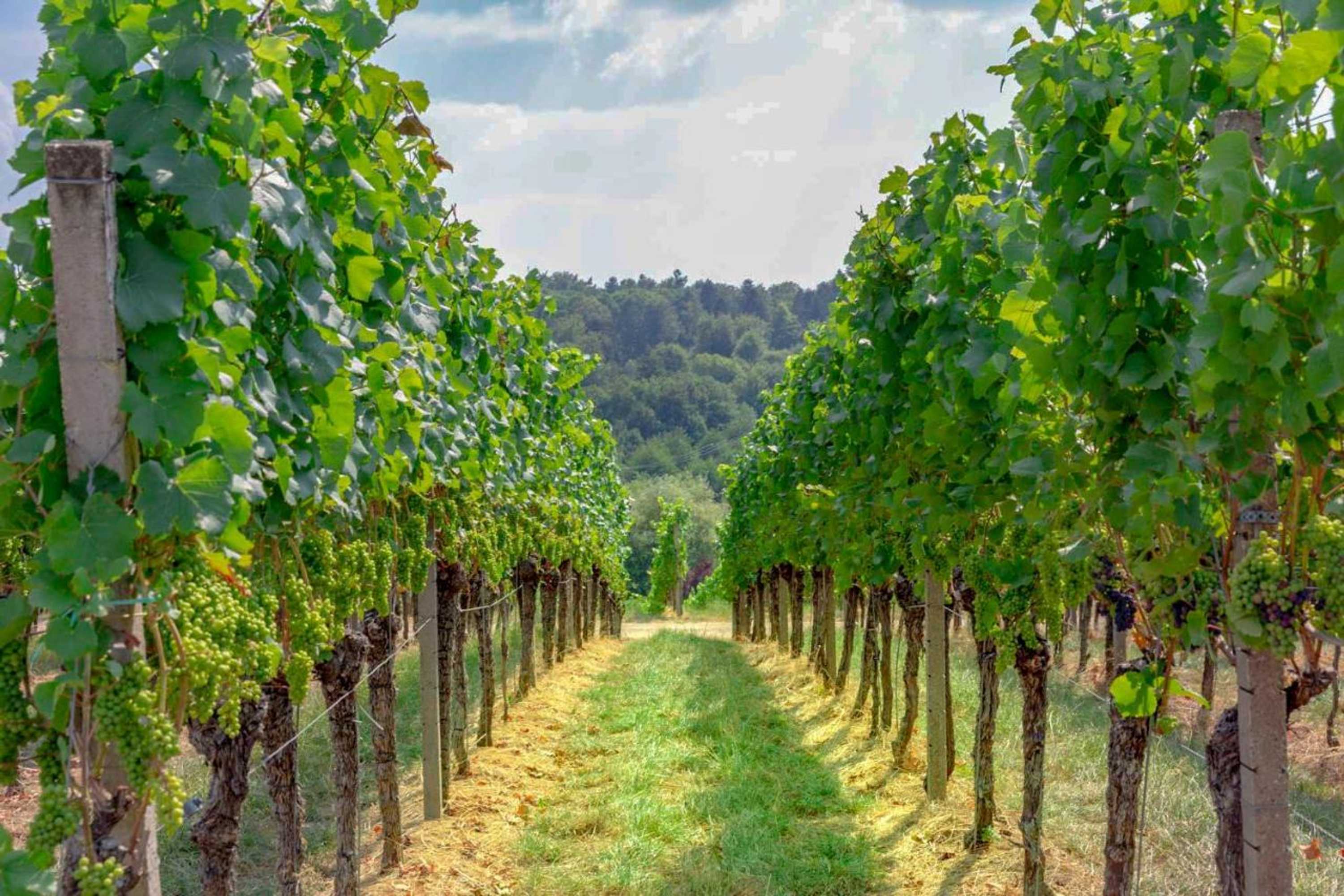 Gift card for Panoramablick Pension