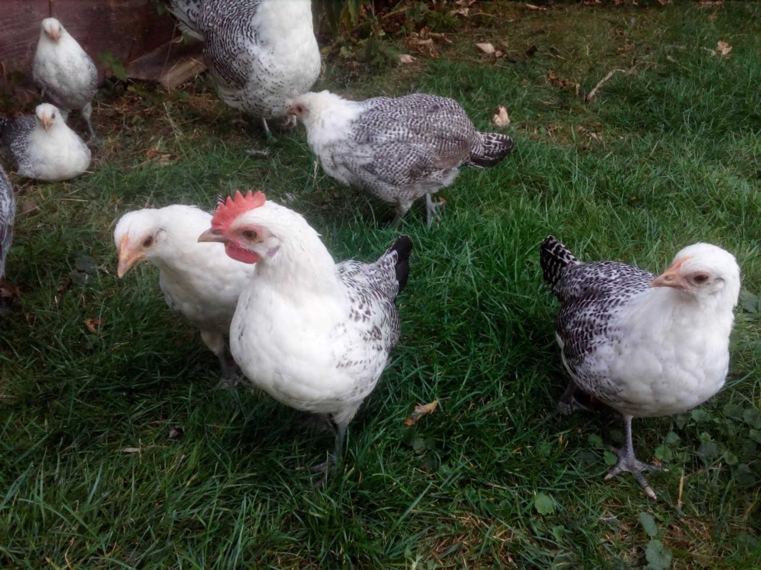 Gift card for Altenburgpleats