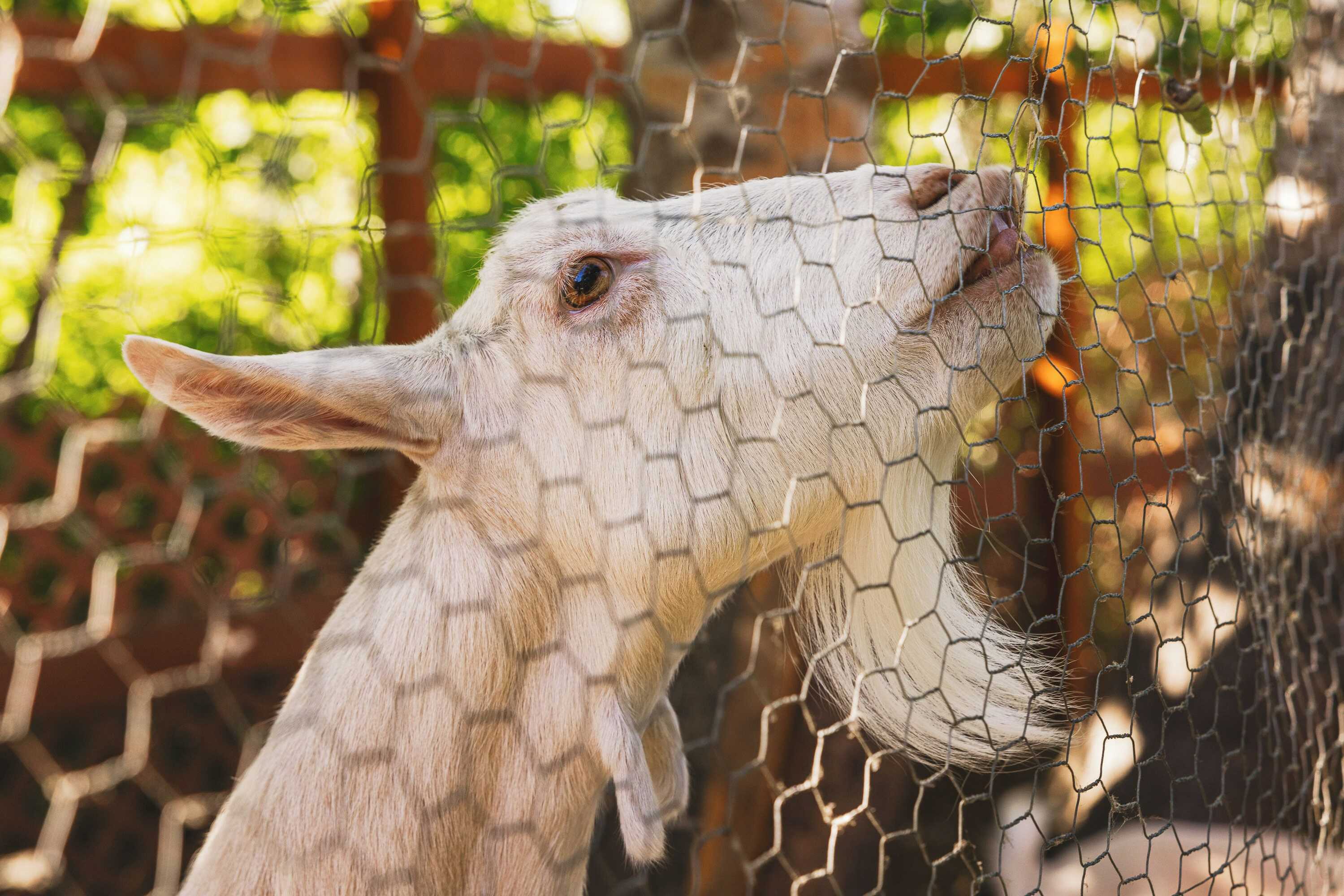 Gift card for Iron Horse Inn Bed & Breakfast