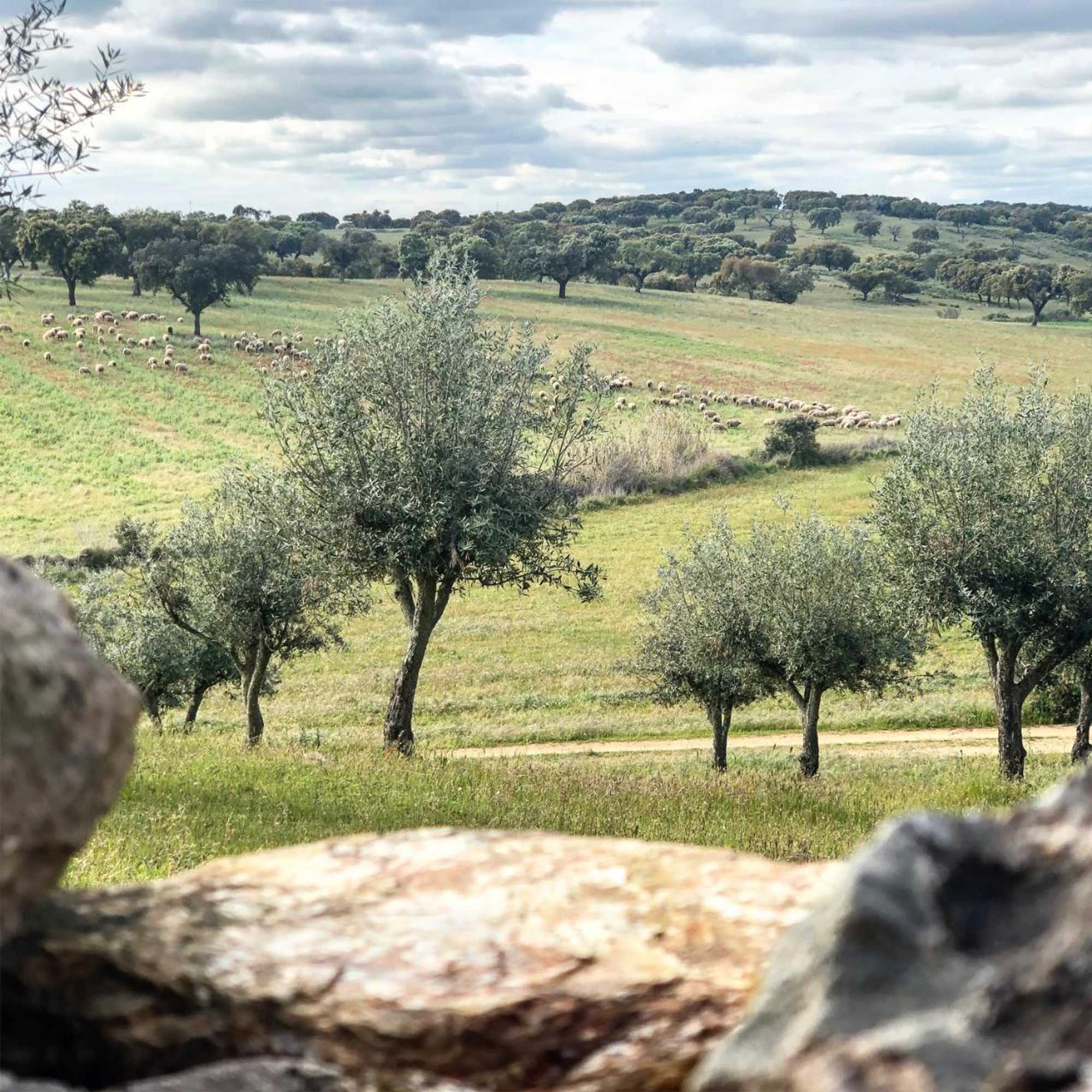 Gift card for Monte Papa Toucinho