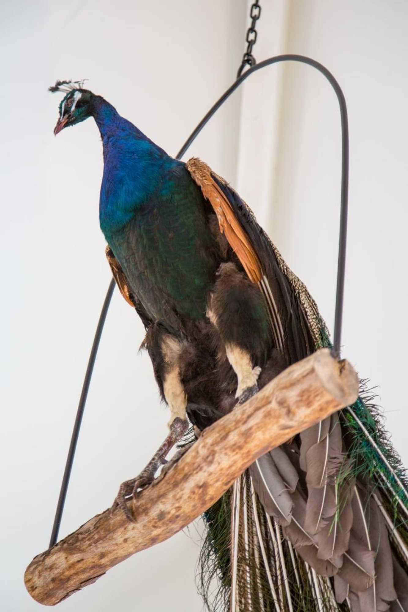 Gift card for De Verloren Sinjoor