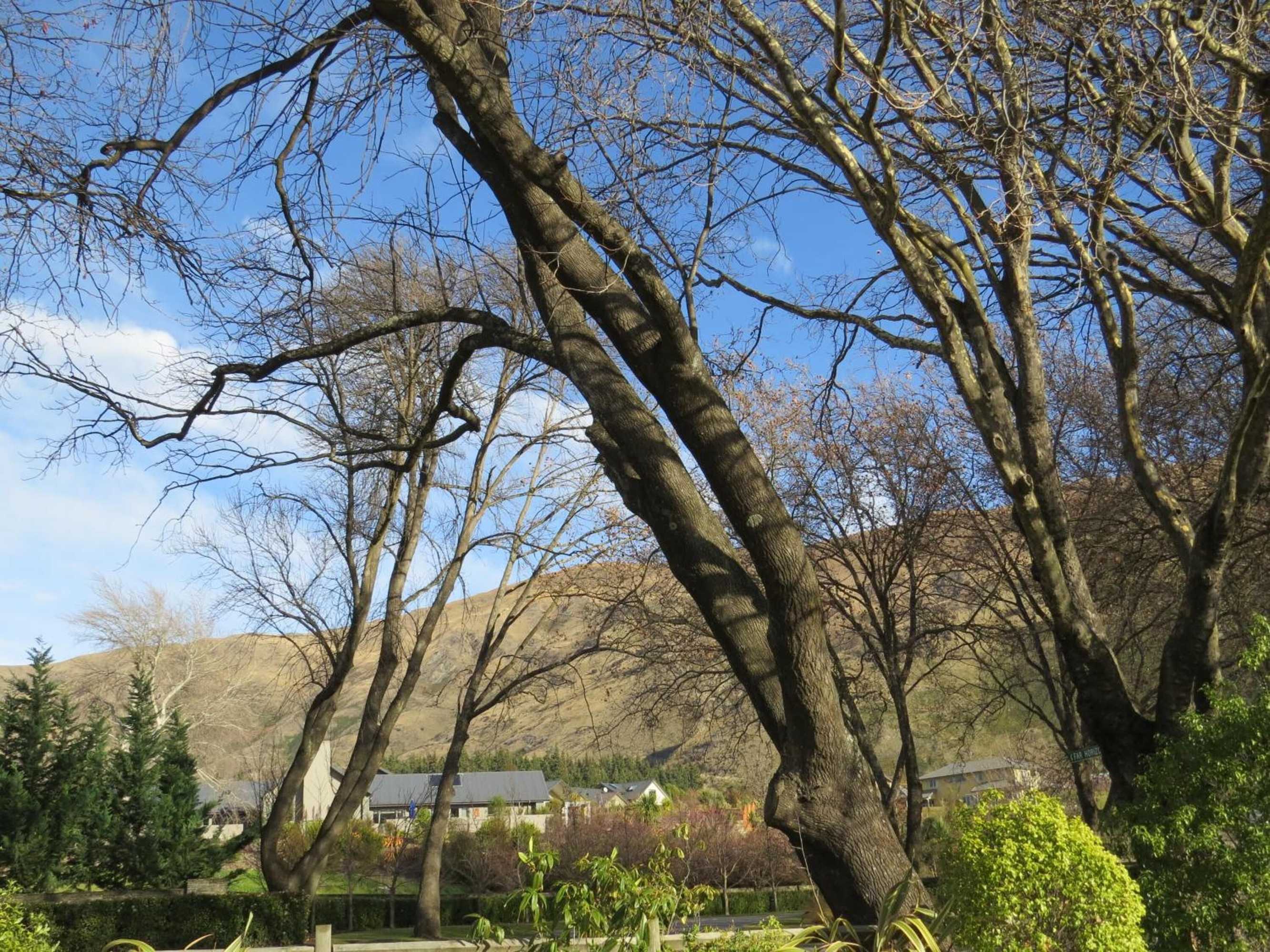 Gift card for Altamont Lodge