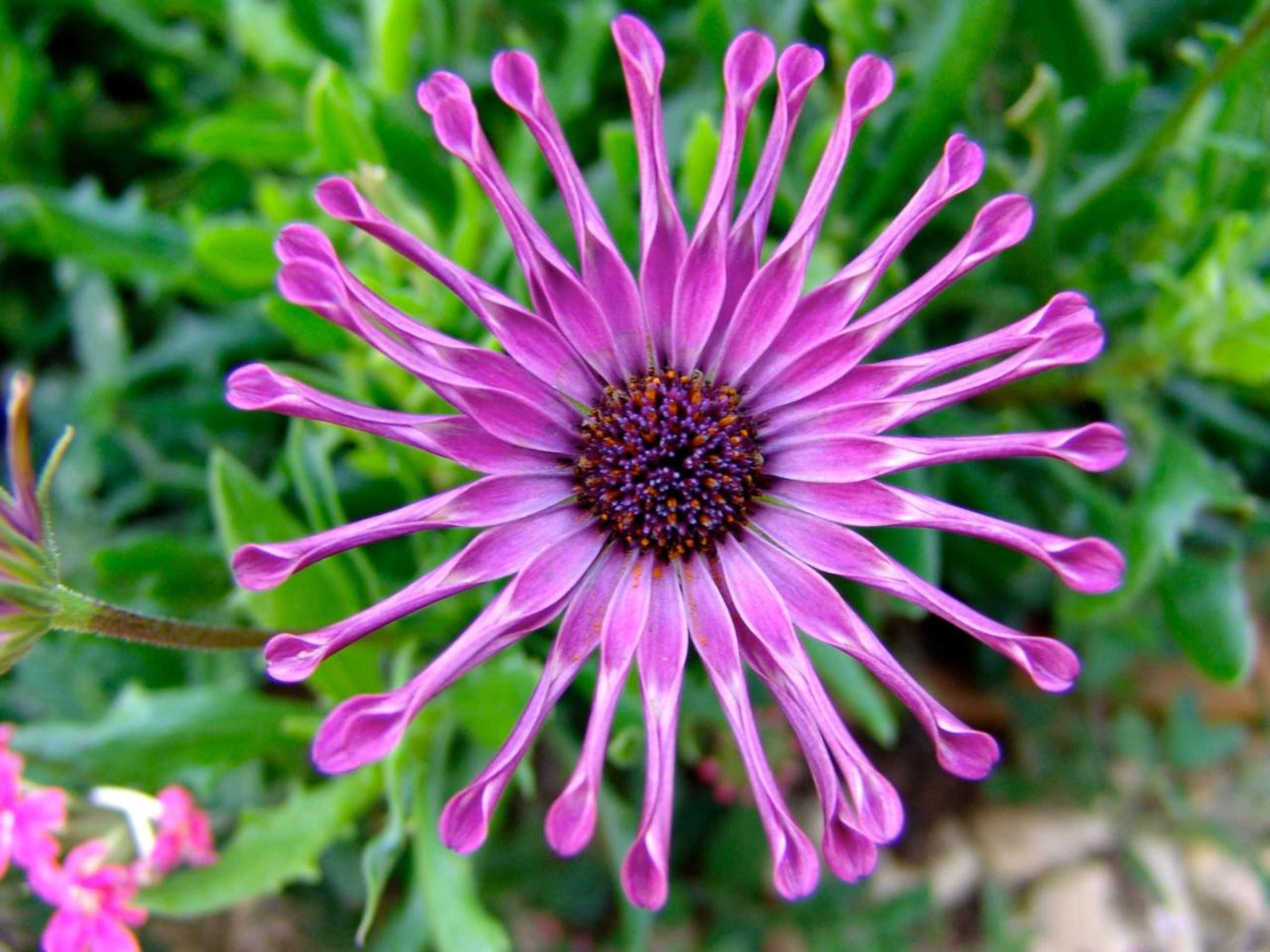 Gift card for Casa do Colegio Velho