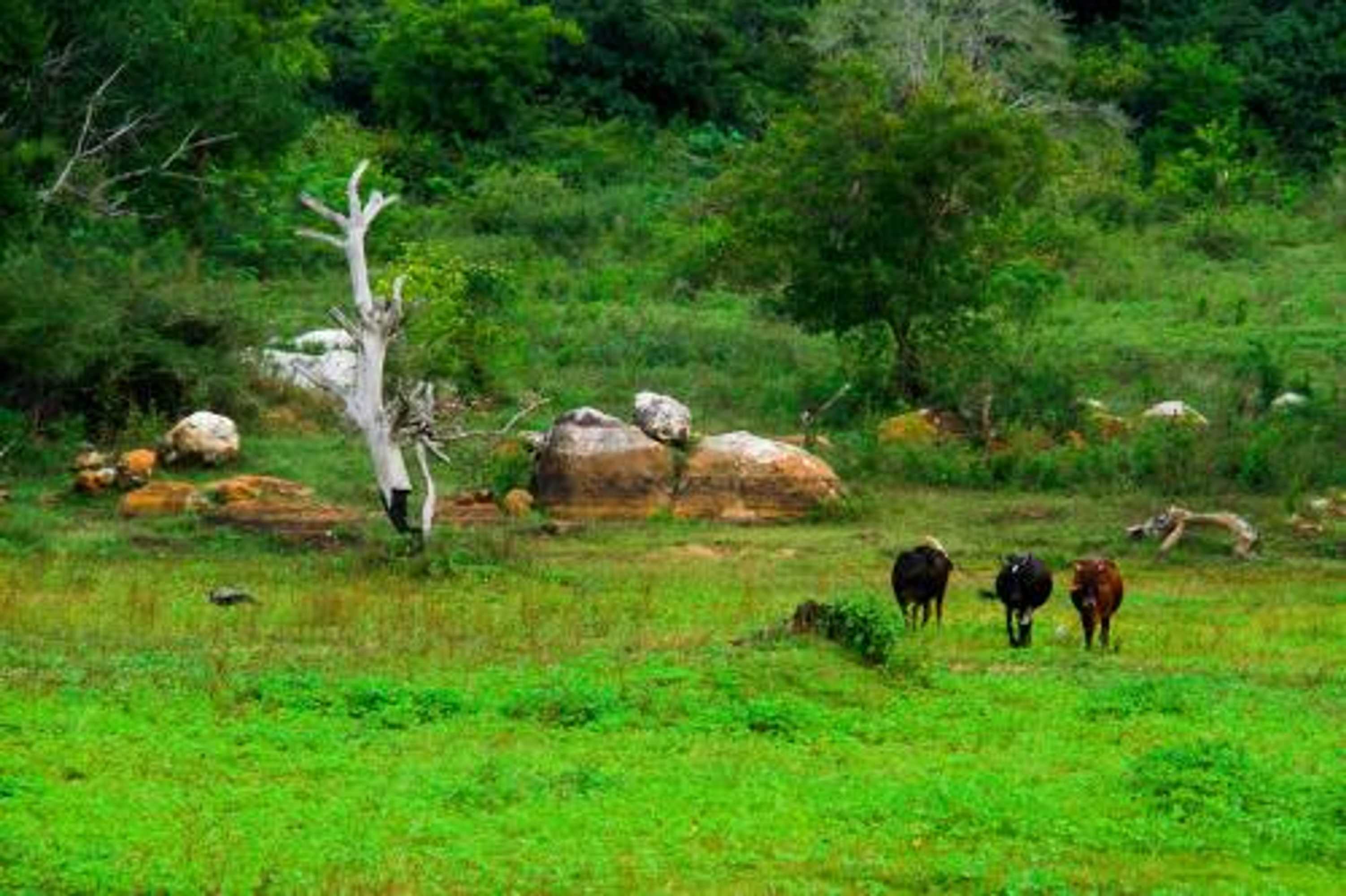 Gift card for Yala Way Hide Resort Gift card for Yala Way Hide Resort