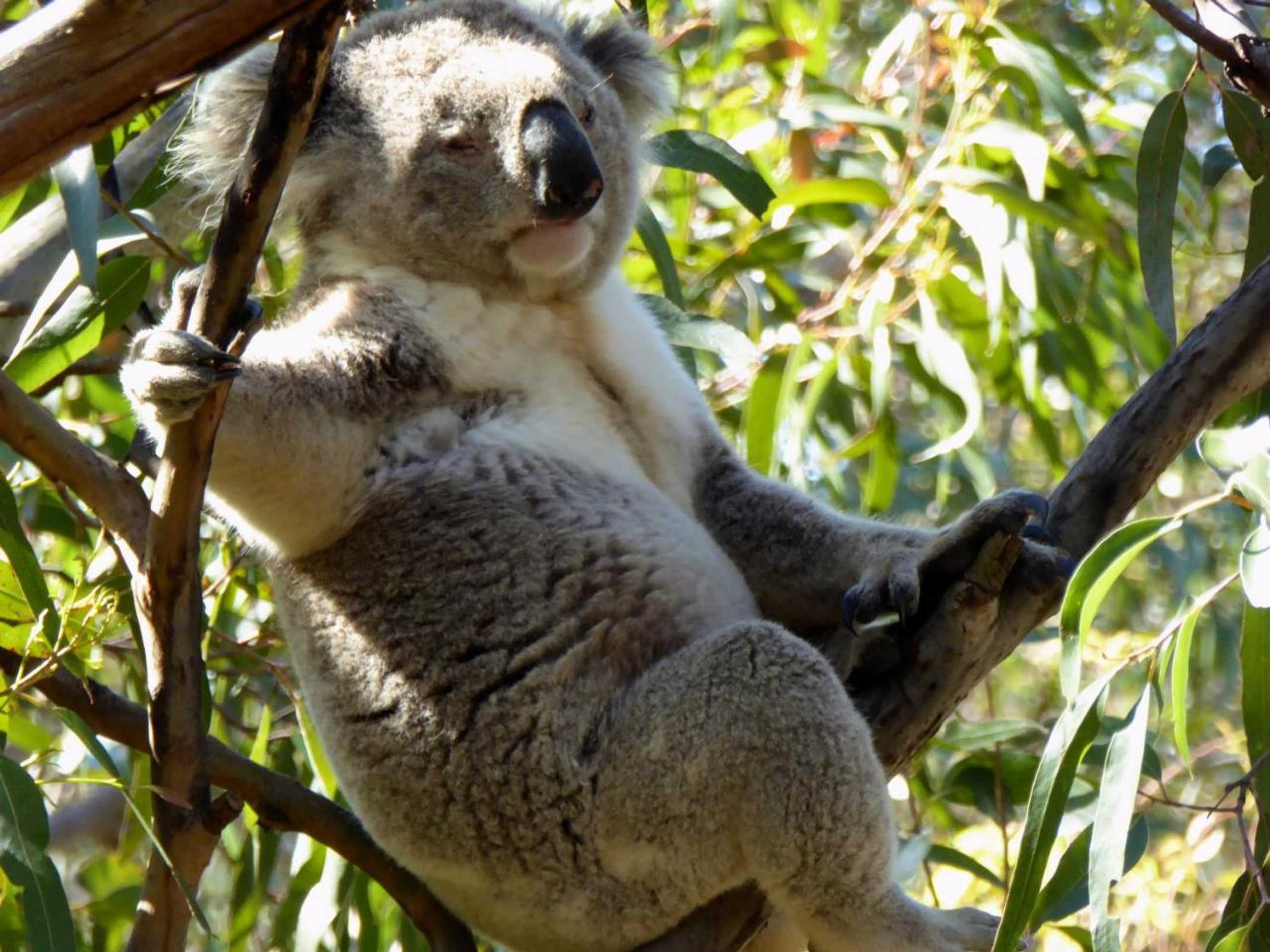 Gift card for Llarrinda Bed & Breakfast