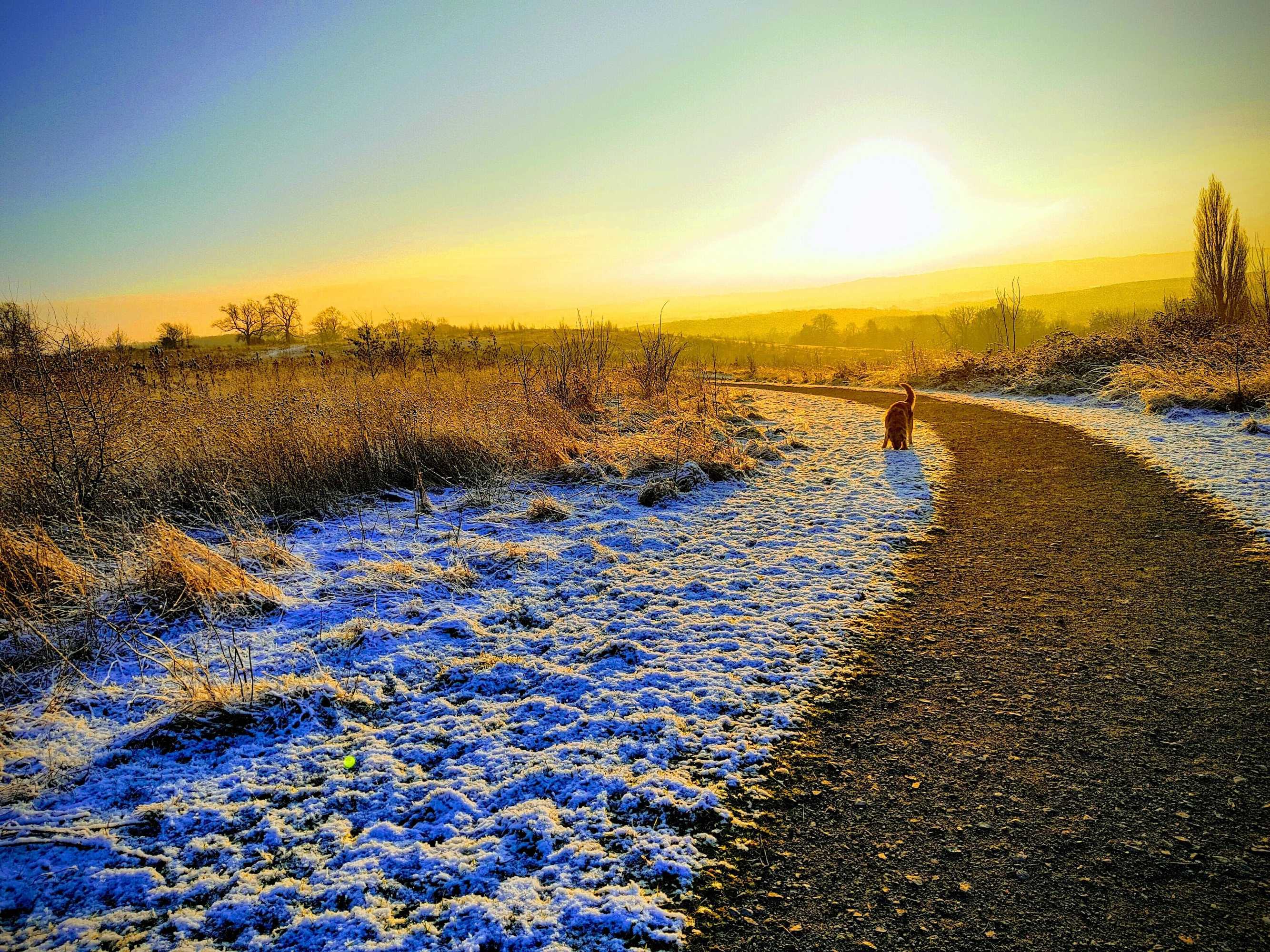 Gift card for Wisteria Haze